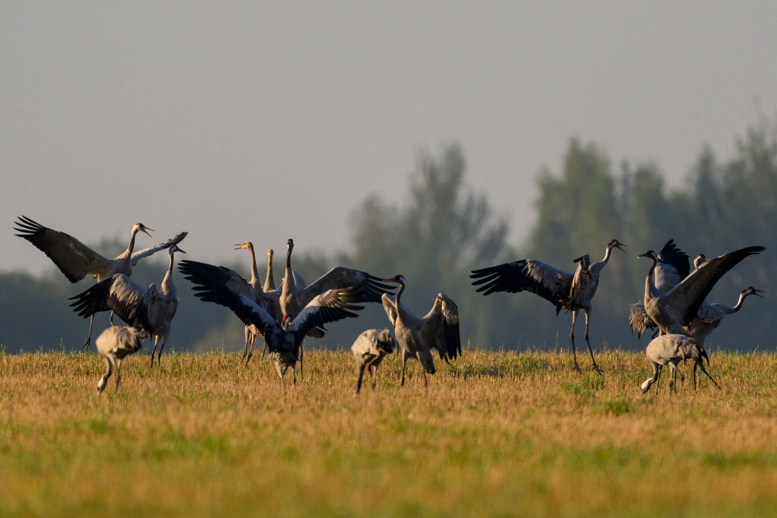 Танцы журавлей. Dances of the Cranes. Фотограф Сергей Пупонин