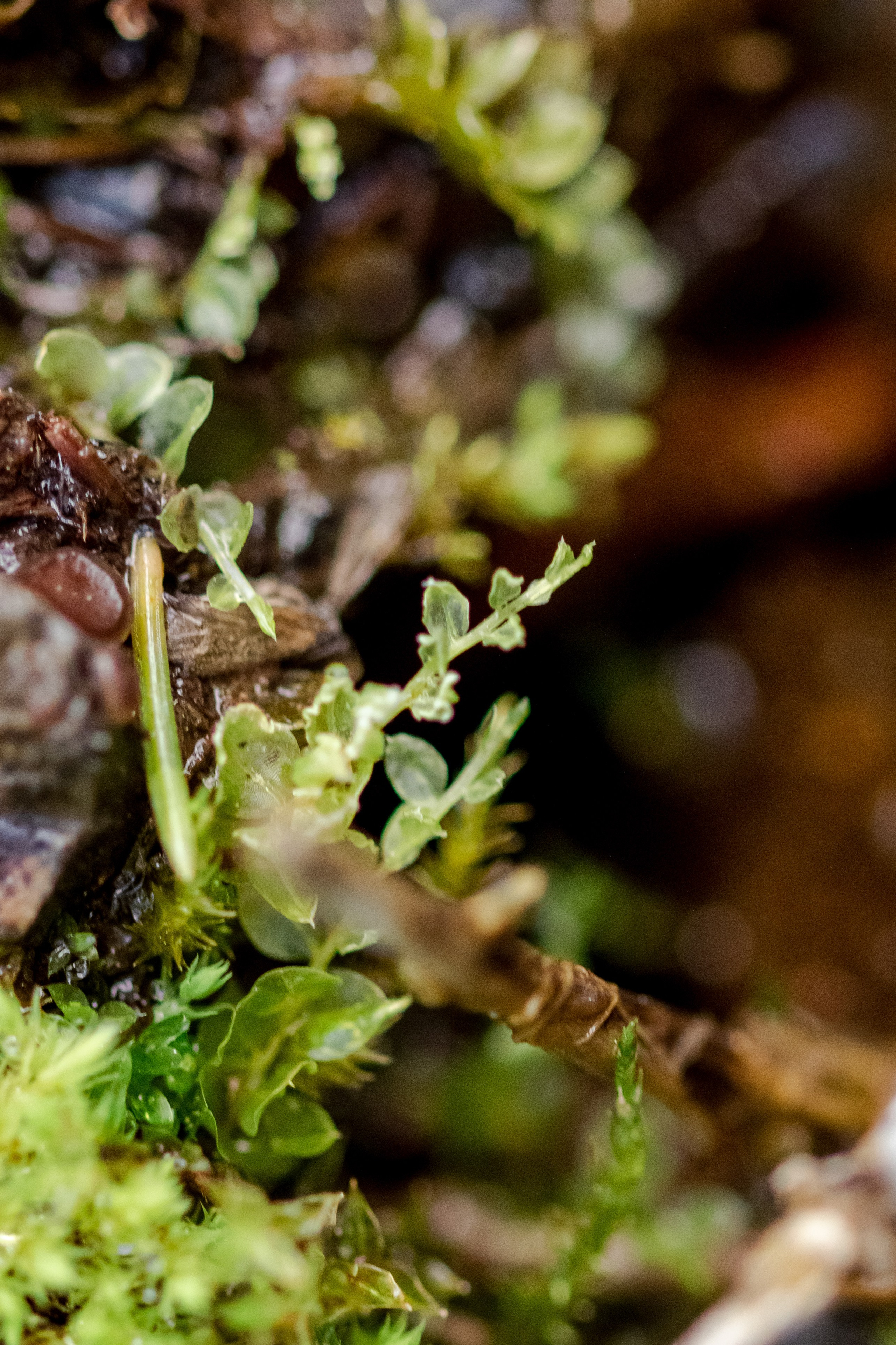 Горный Алтай. Фотограф Кирилл Мешков Кемерово