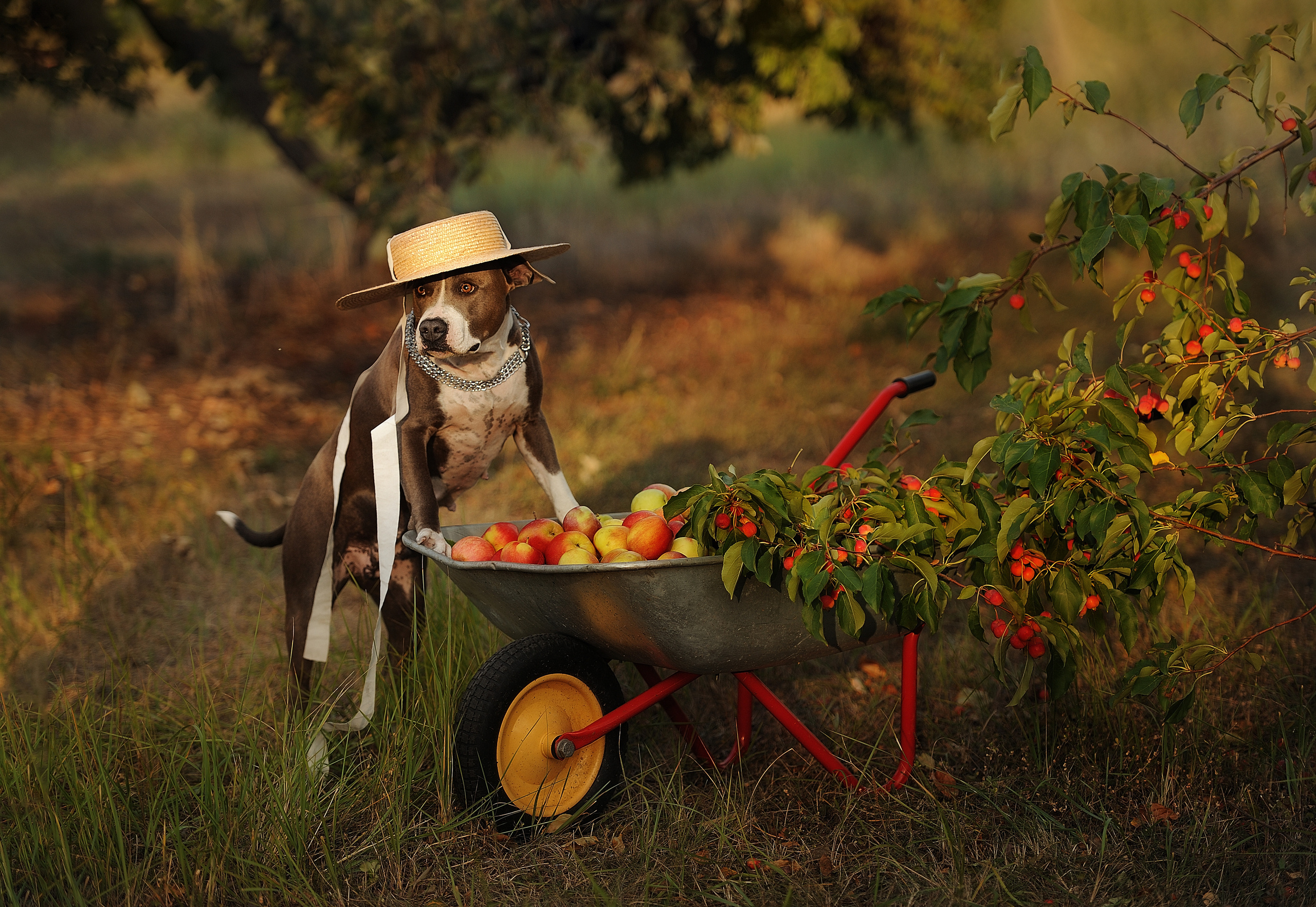 Истории. Свадебный и семейный фотограф в Самаре Головань Наталья