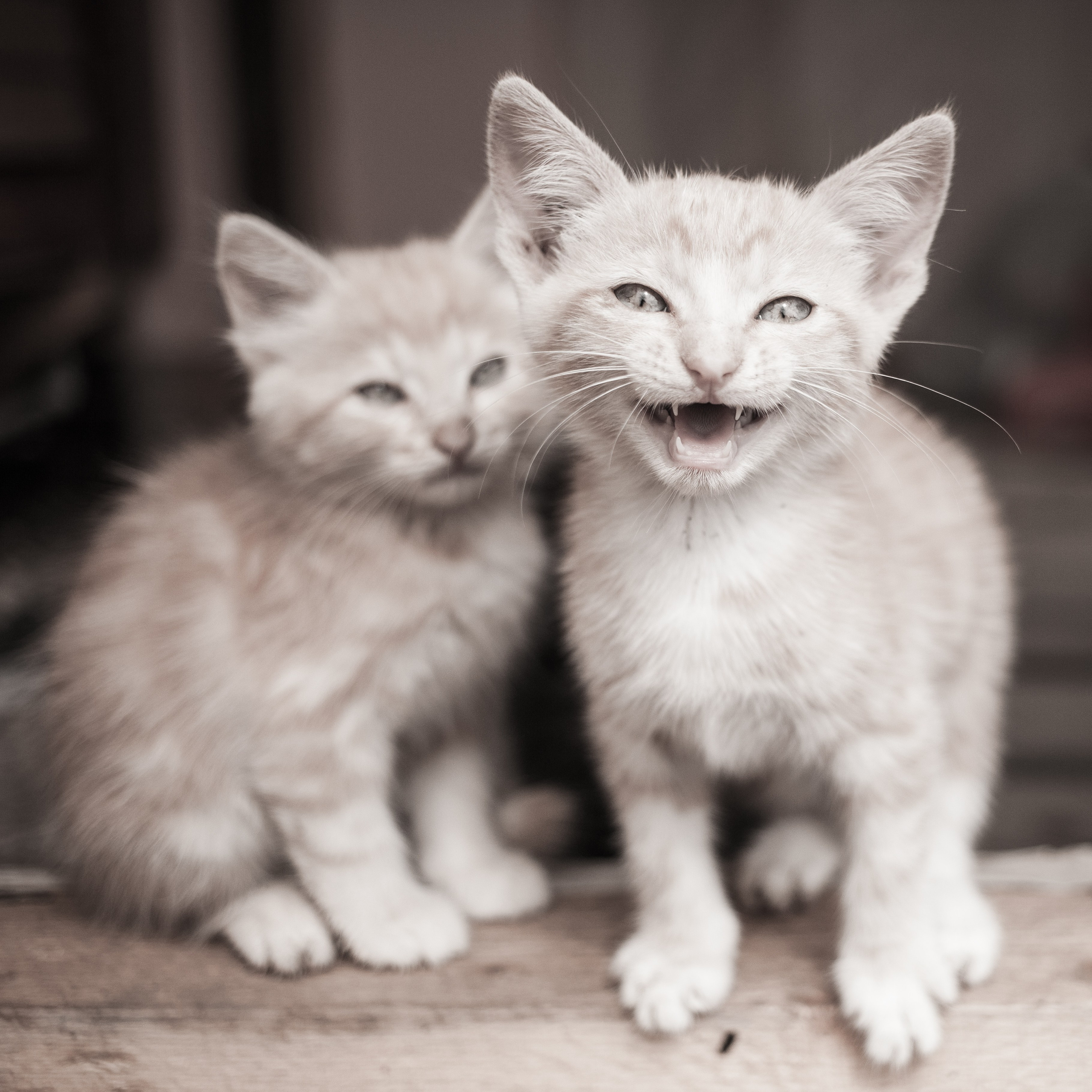 Улицы Люди на улицах Природа Животные — фотограф Оля Волчкова