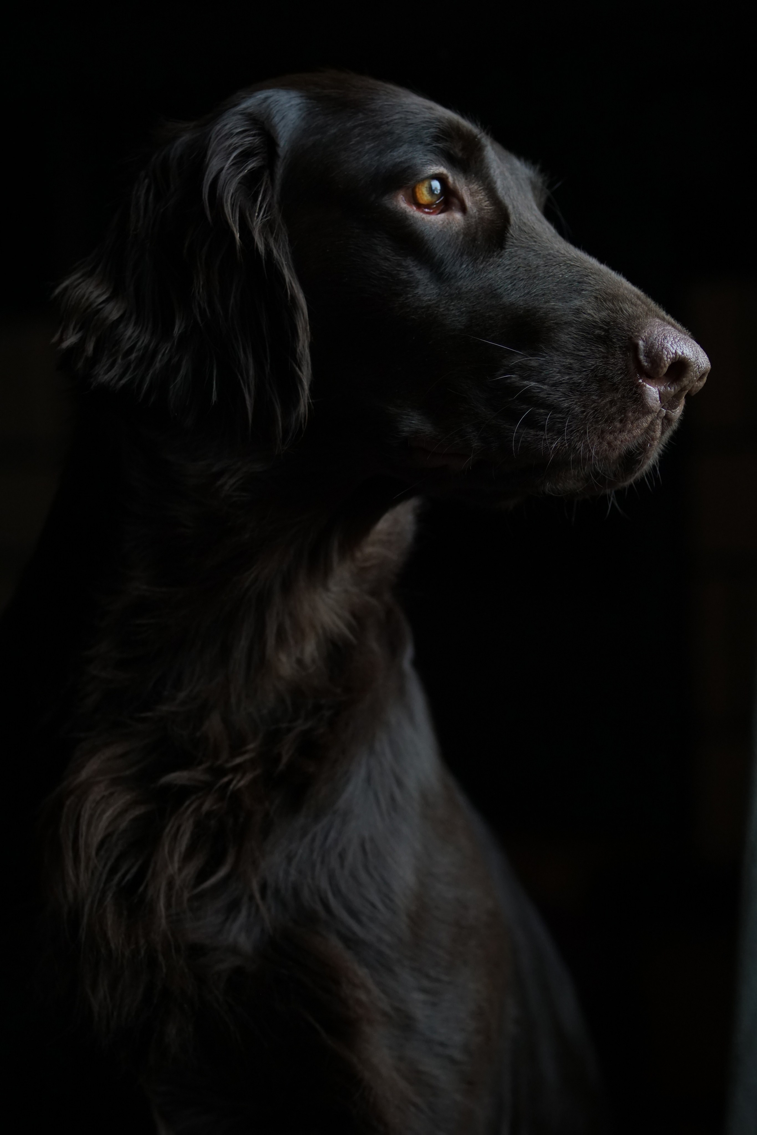 Онлайн-курс по съемке собак. Фотограф Анастасия Ветковская, Москва