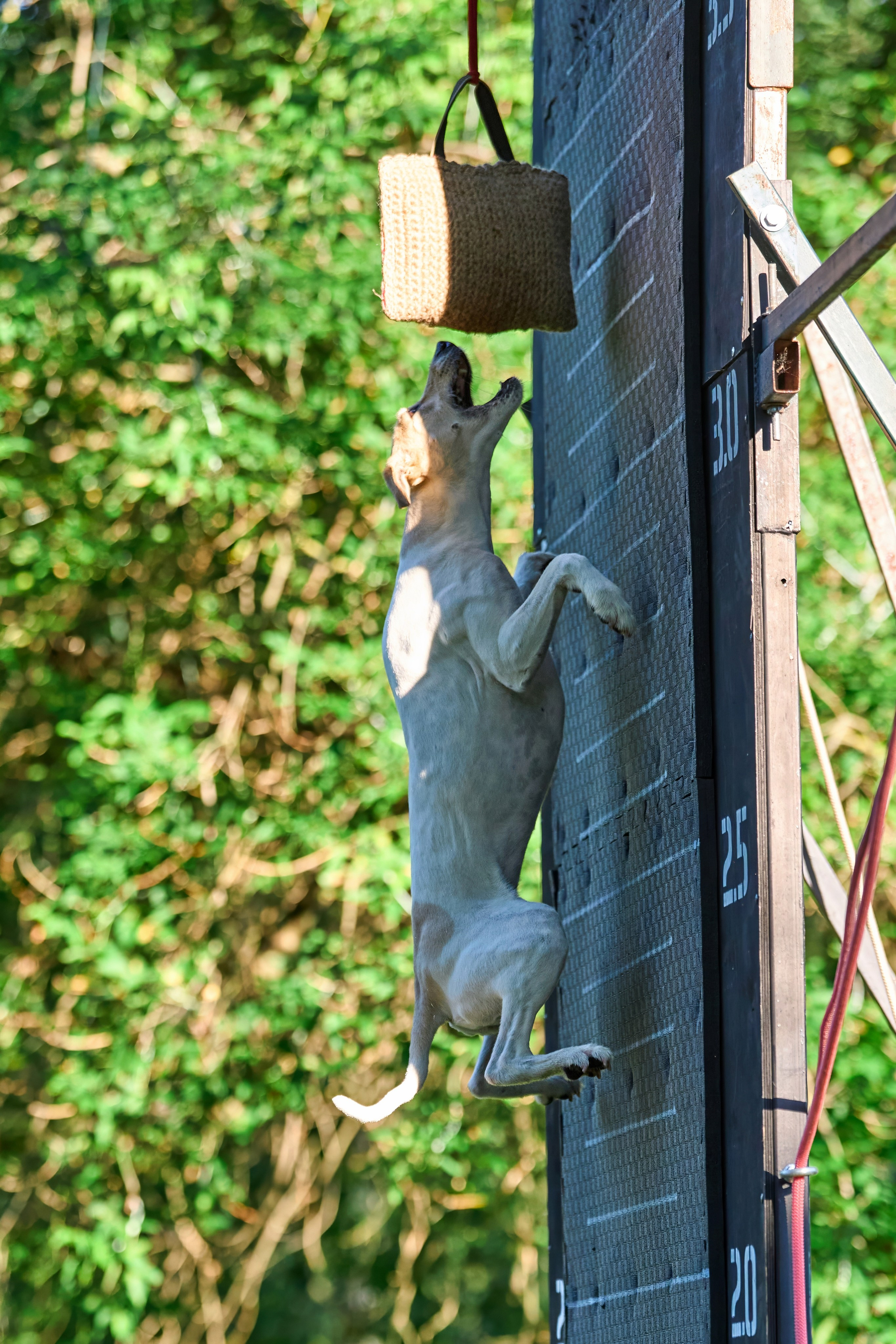 Jump'n'Gym JUMP! — 2024. Фотограф-анималист Михаил Манухин