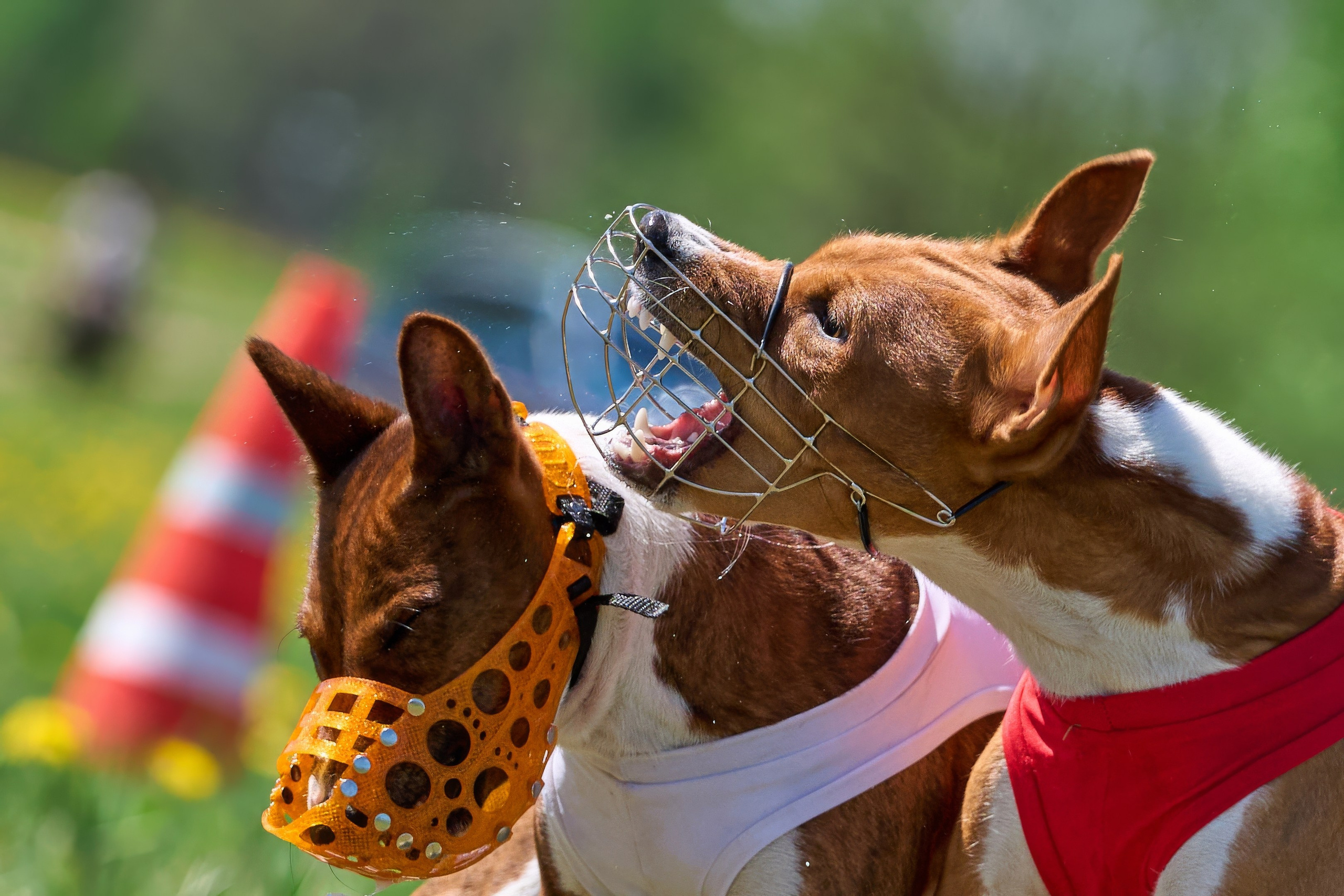 Квалификация по курсингу Донино. Фотограф-анималист Михаил Манухин