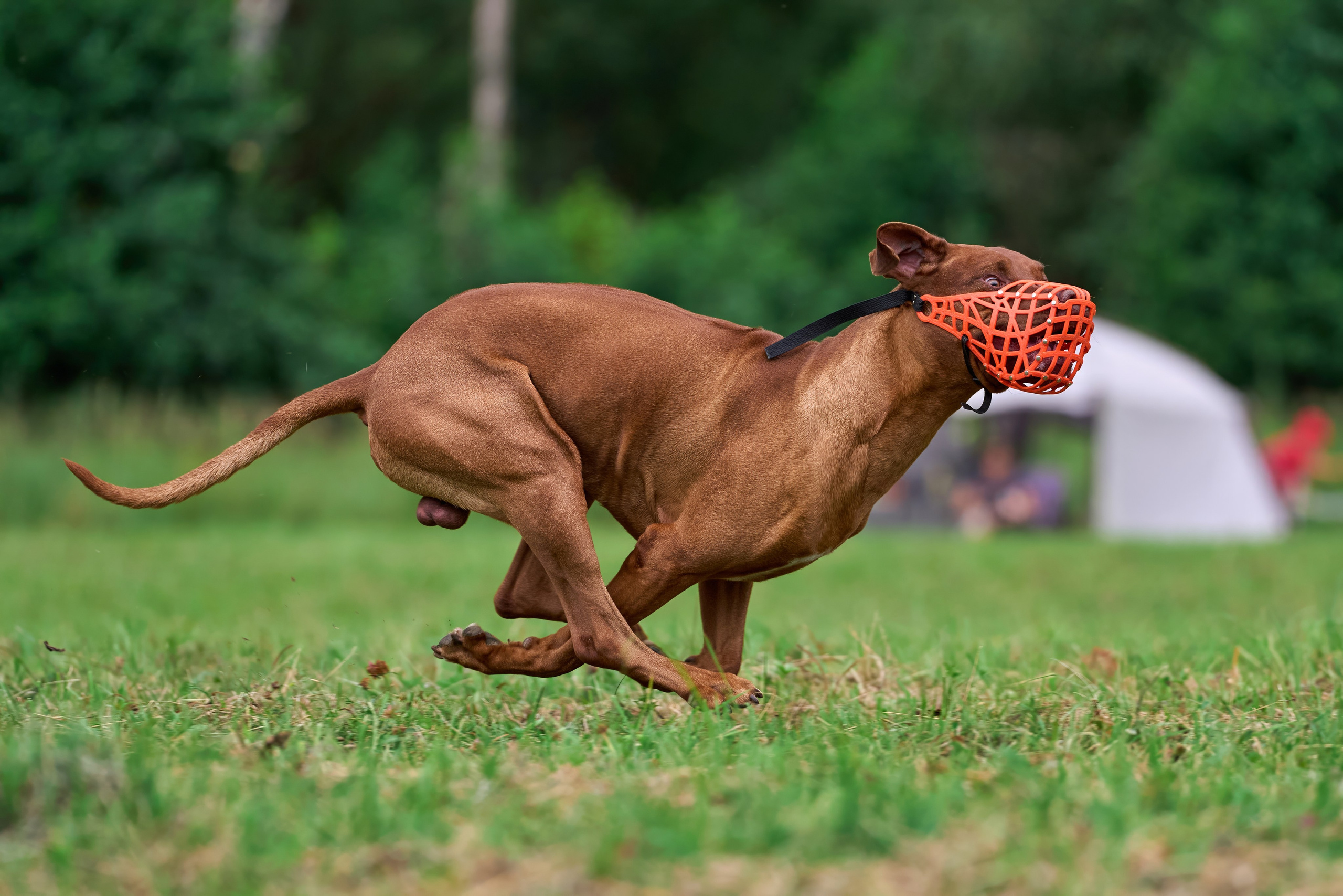 Тренировка в Донино. Фотограф-анималист Михаил Манухин