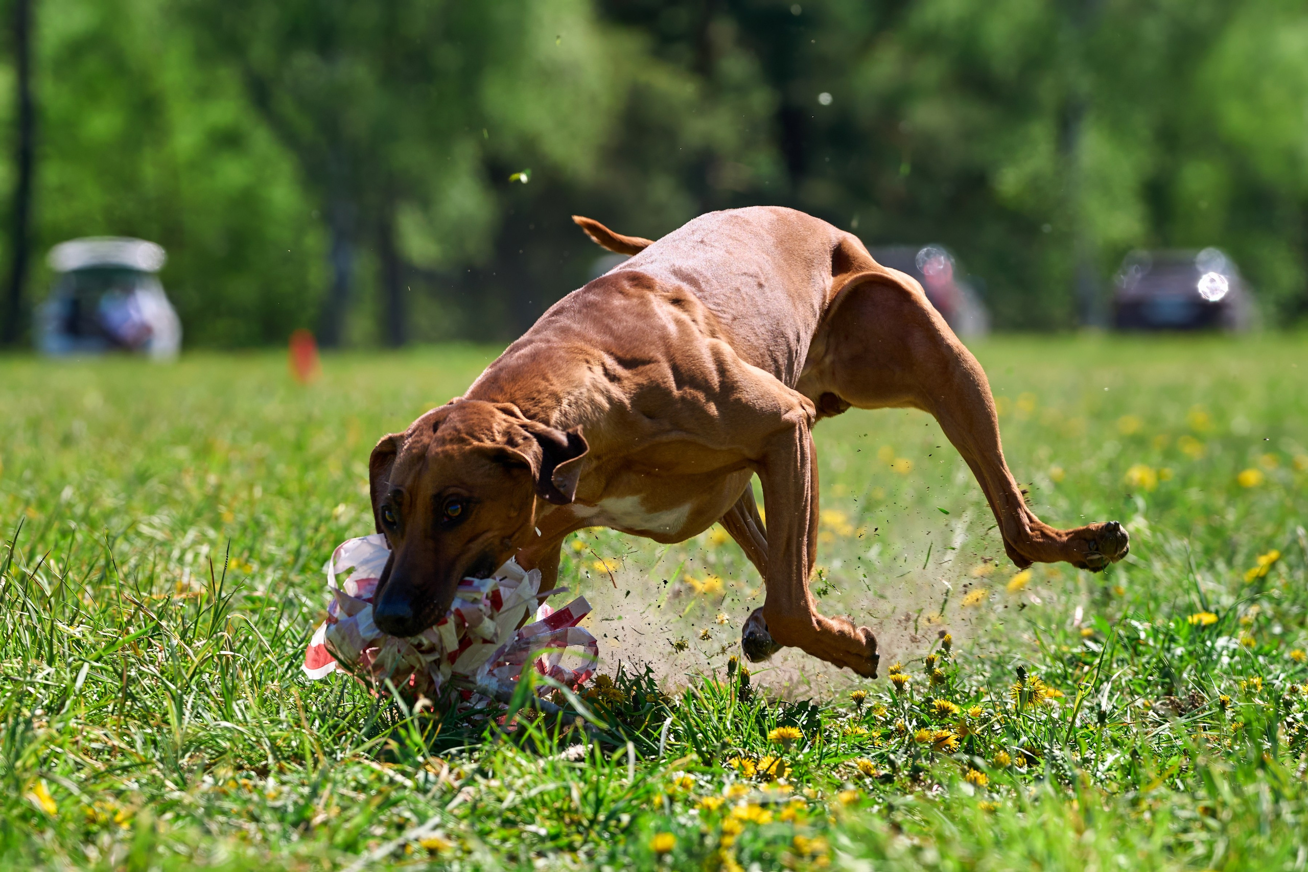 Тренировка по курсингу «на Ярославке». Фотограф-анималист Михаил Манухин