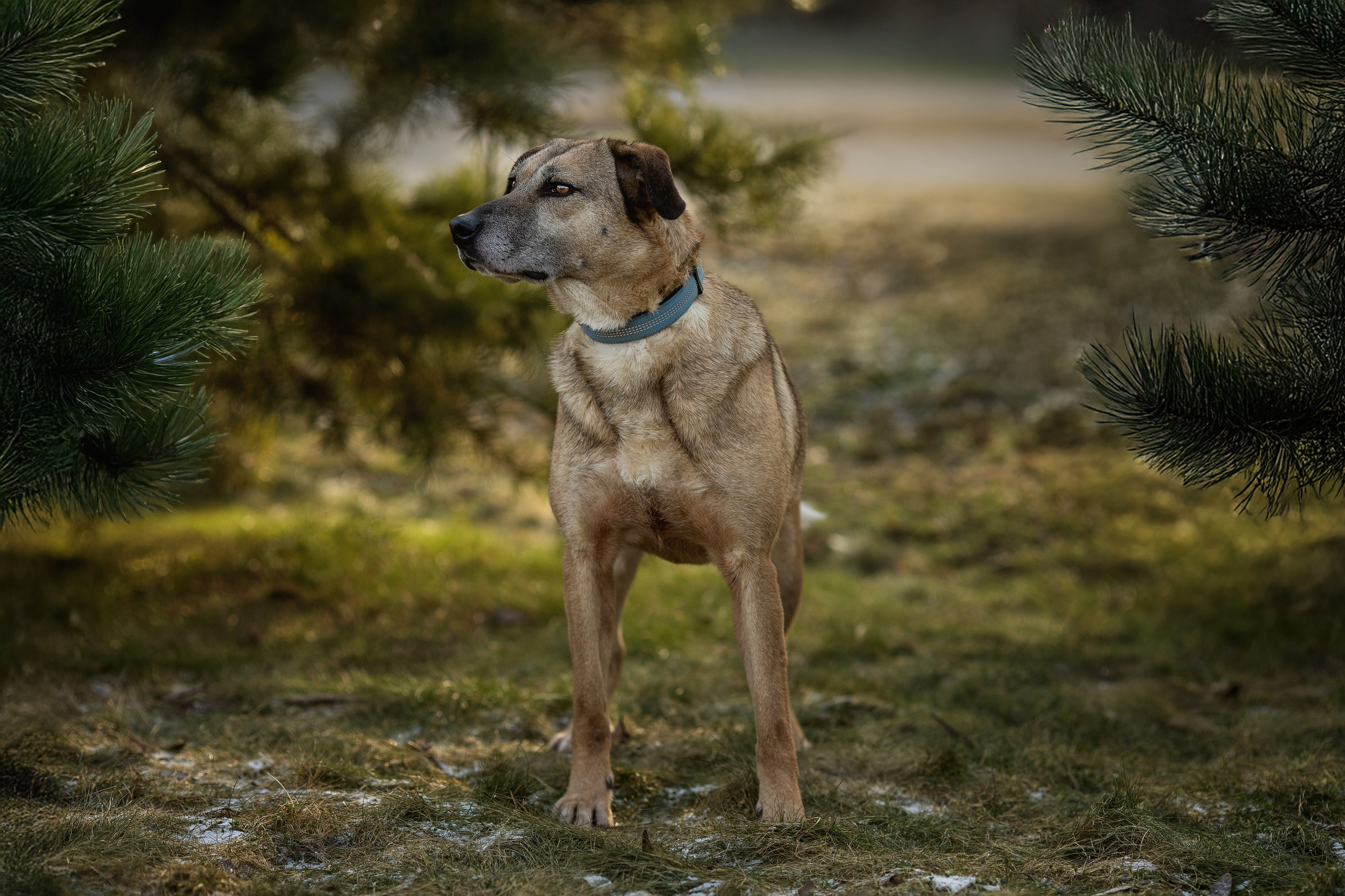 ИЩУТ ДОМ. Фотограф-анималист в Москве и Подмосковье