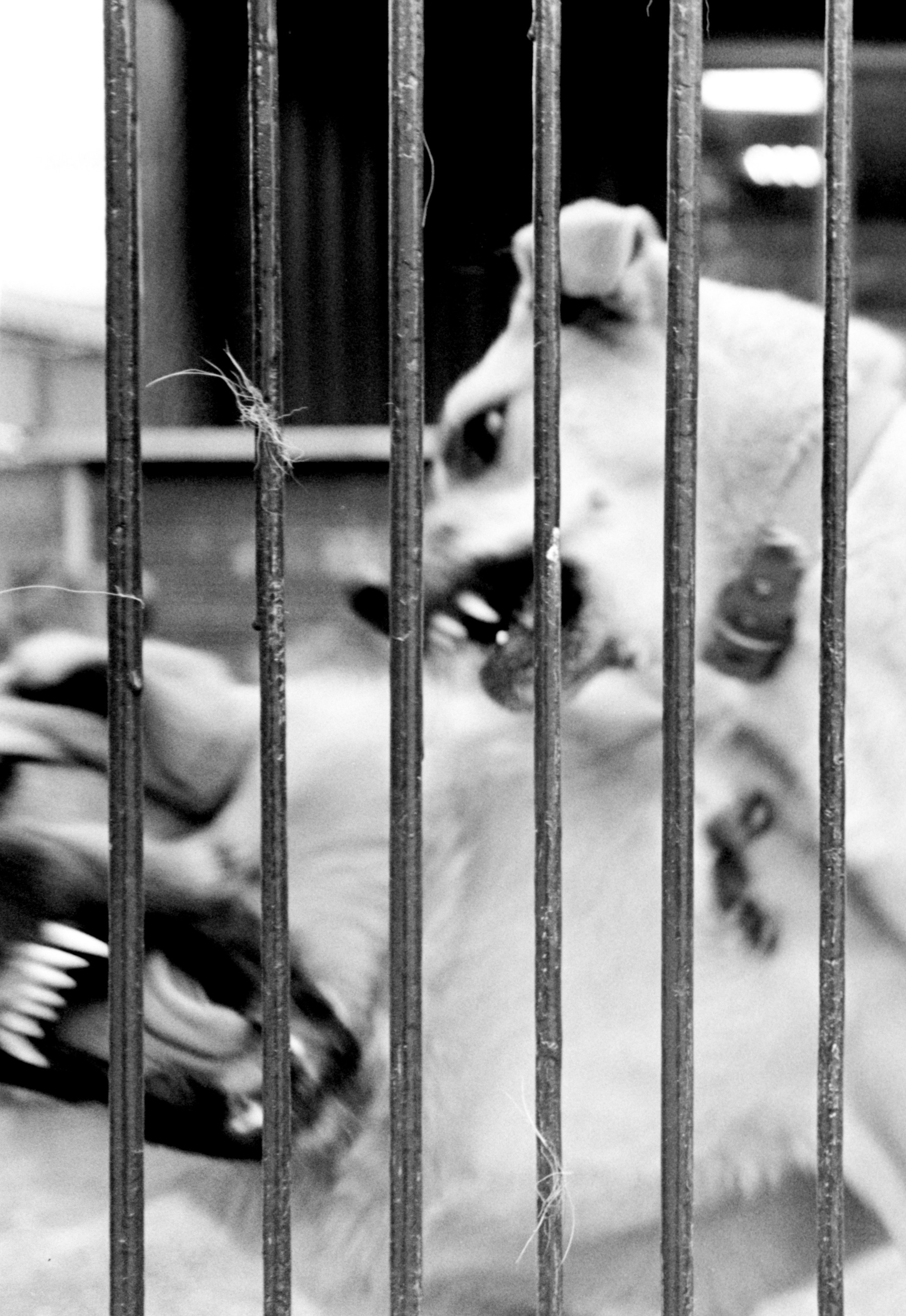 ALL DOGS GO TO HEAVEN. Dima Ptitsyn