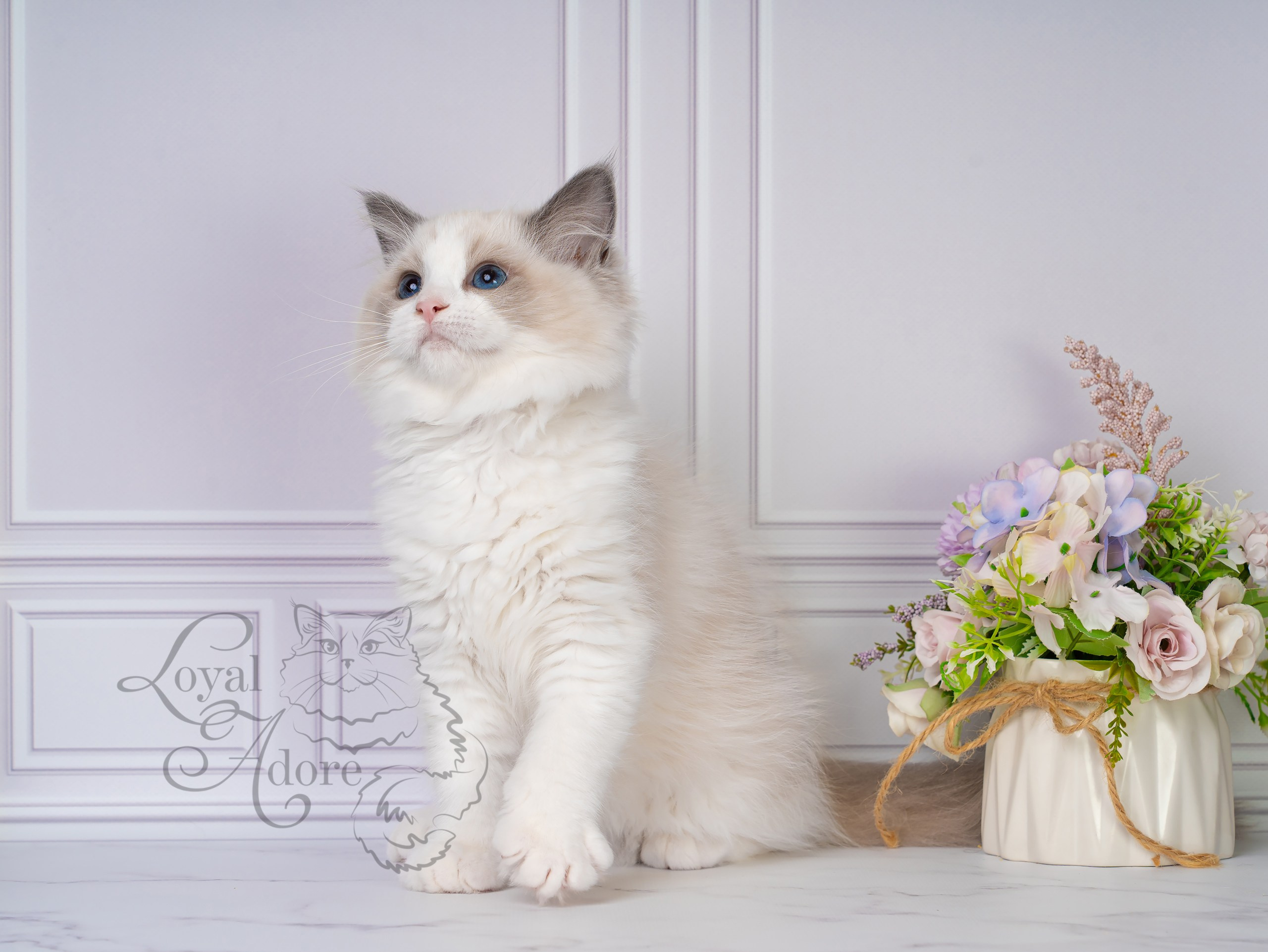 Котята рэгдолл от Loyal Adore. Питомник рэгдолл Loyal Adore