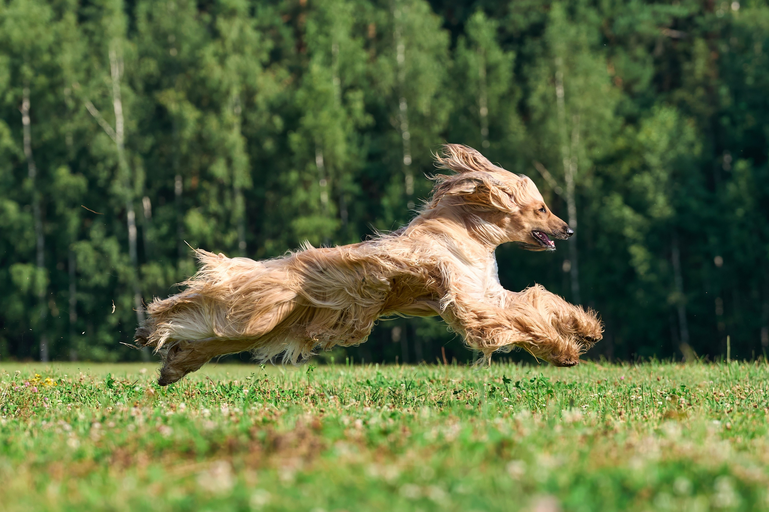 Тренировка в Донино. Фотограф-анималист Михаил Манухин