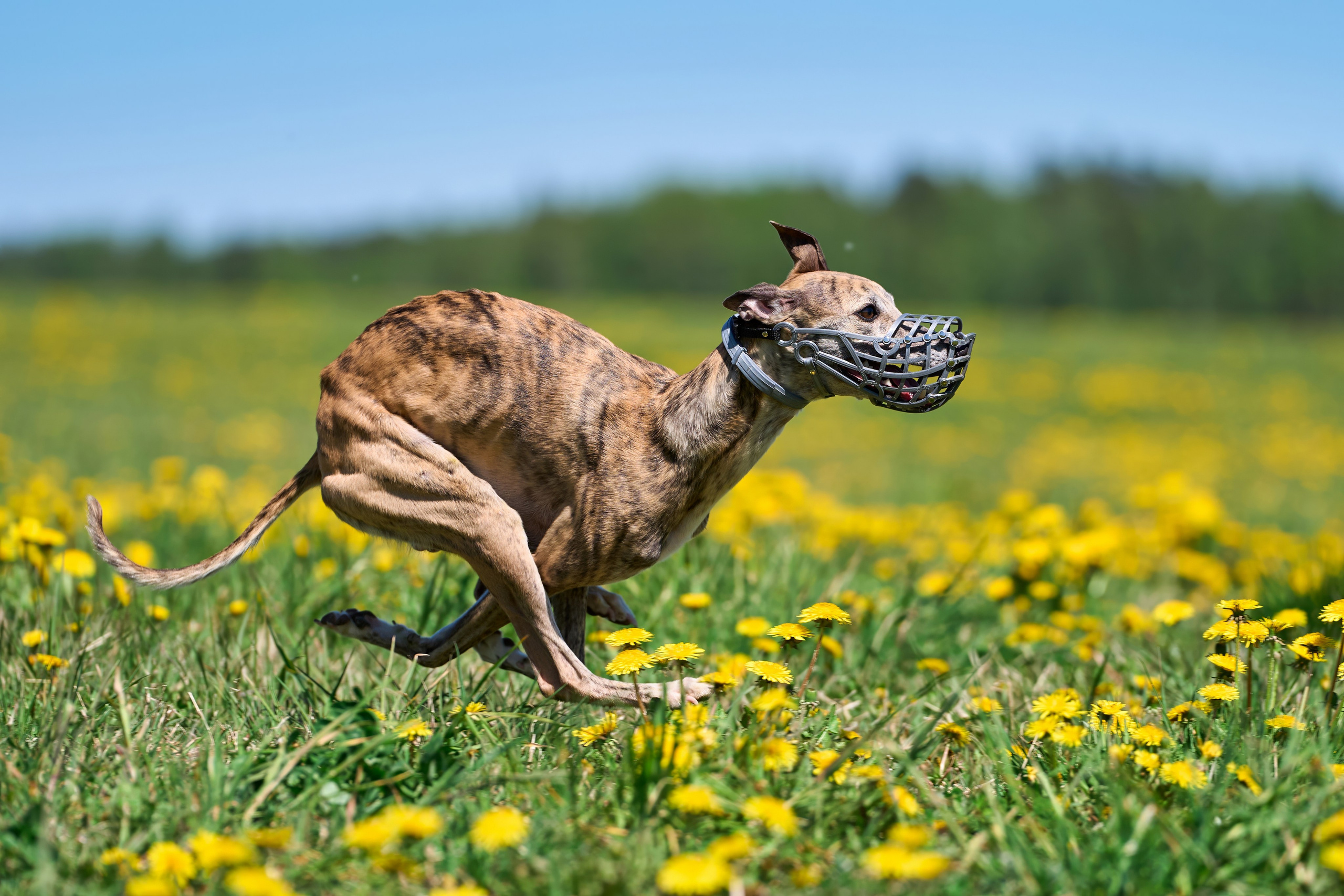 Тренировка по курсингу «на Ярославке». Фотограф-анималист Михаил Манухин