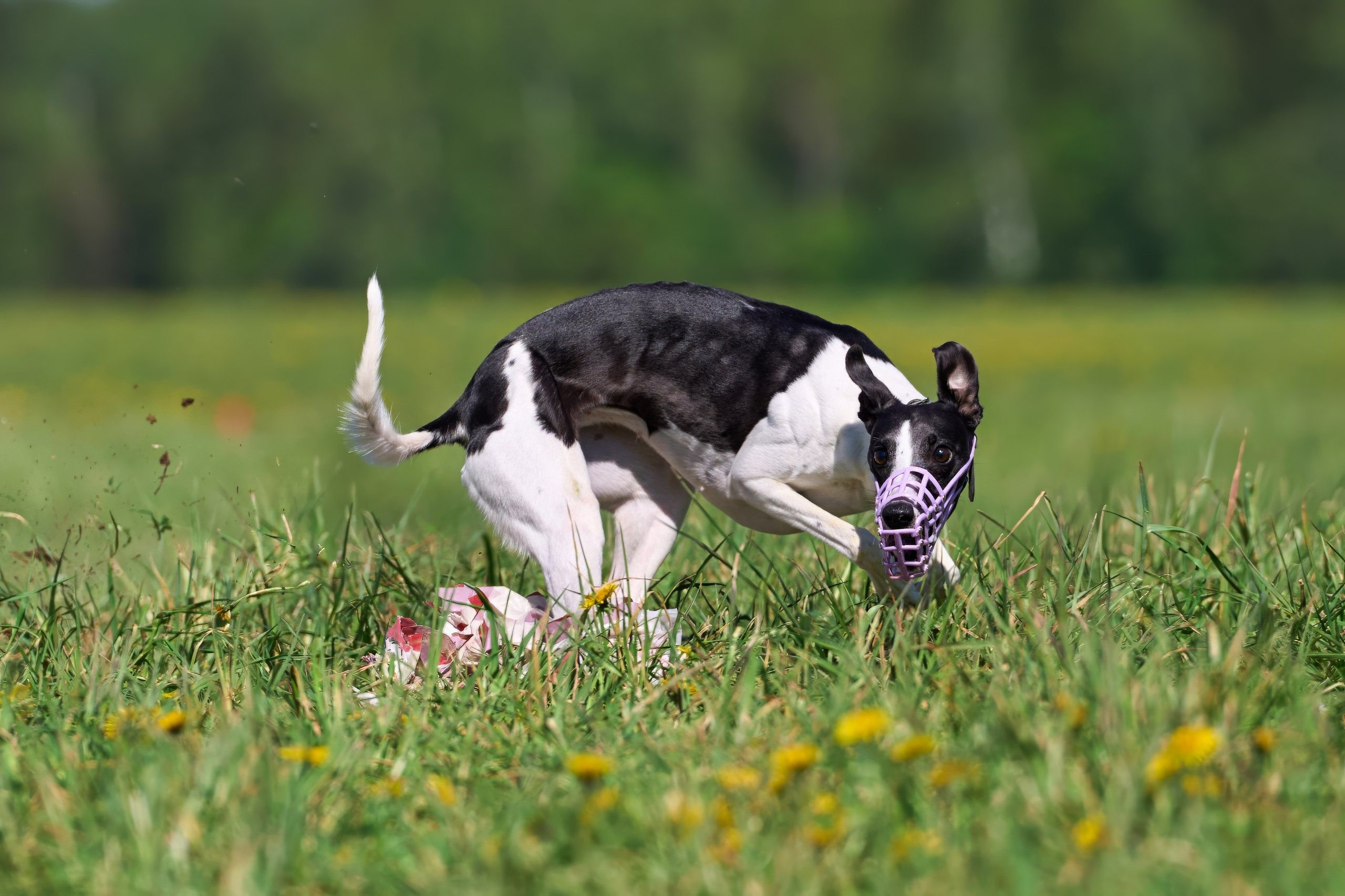 Тренировка по курсингу «на Ярославке». Фотограф-анималист Михаил Манухин