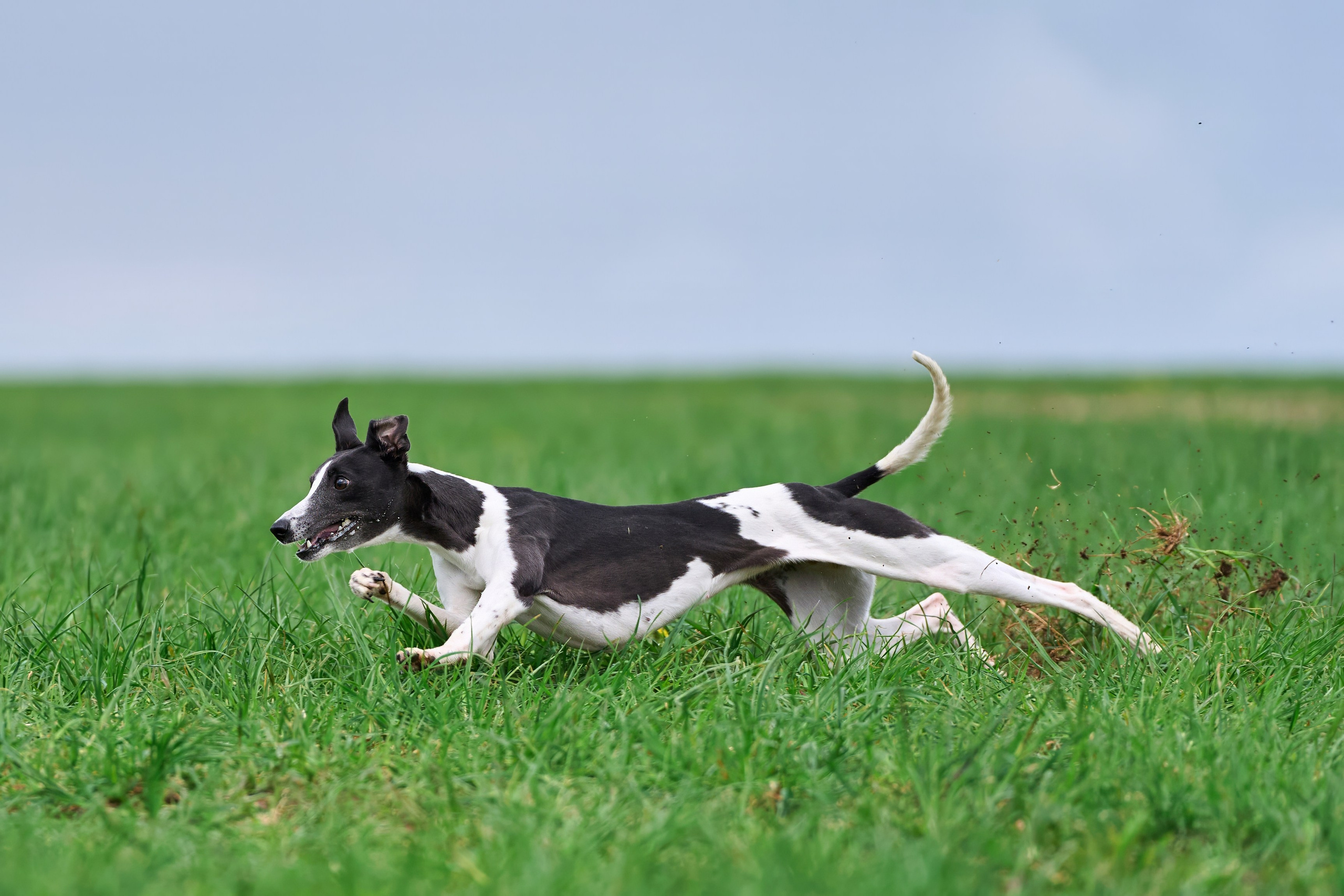 Тренировка по курсингу «на Ярославке». Фотограф-анималист Михаил Манухин