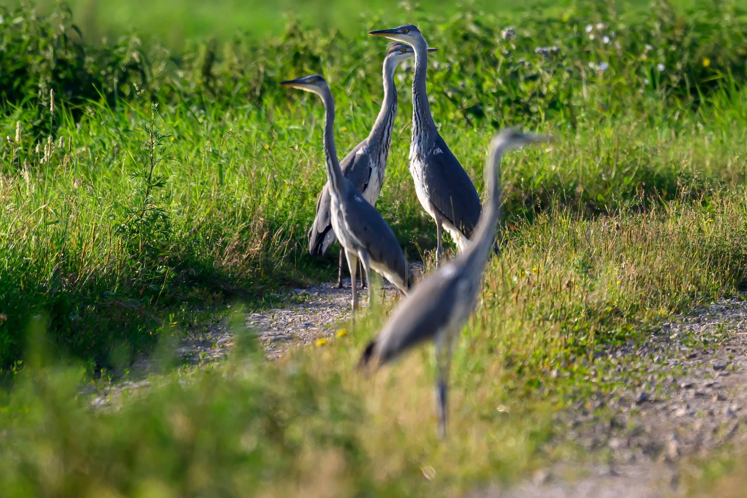 Совы и кулики. Фотограф Сергей Пупонин