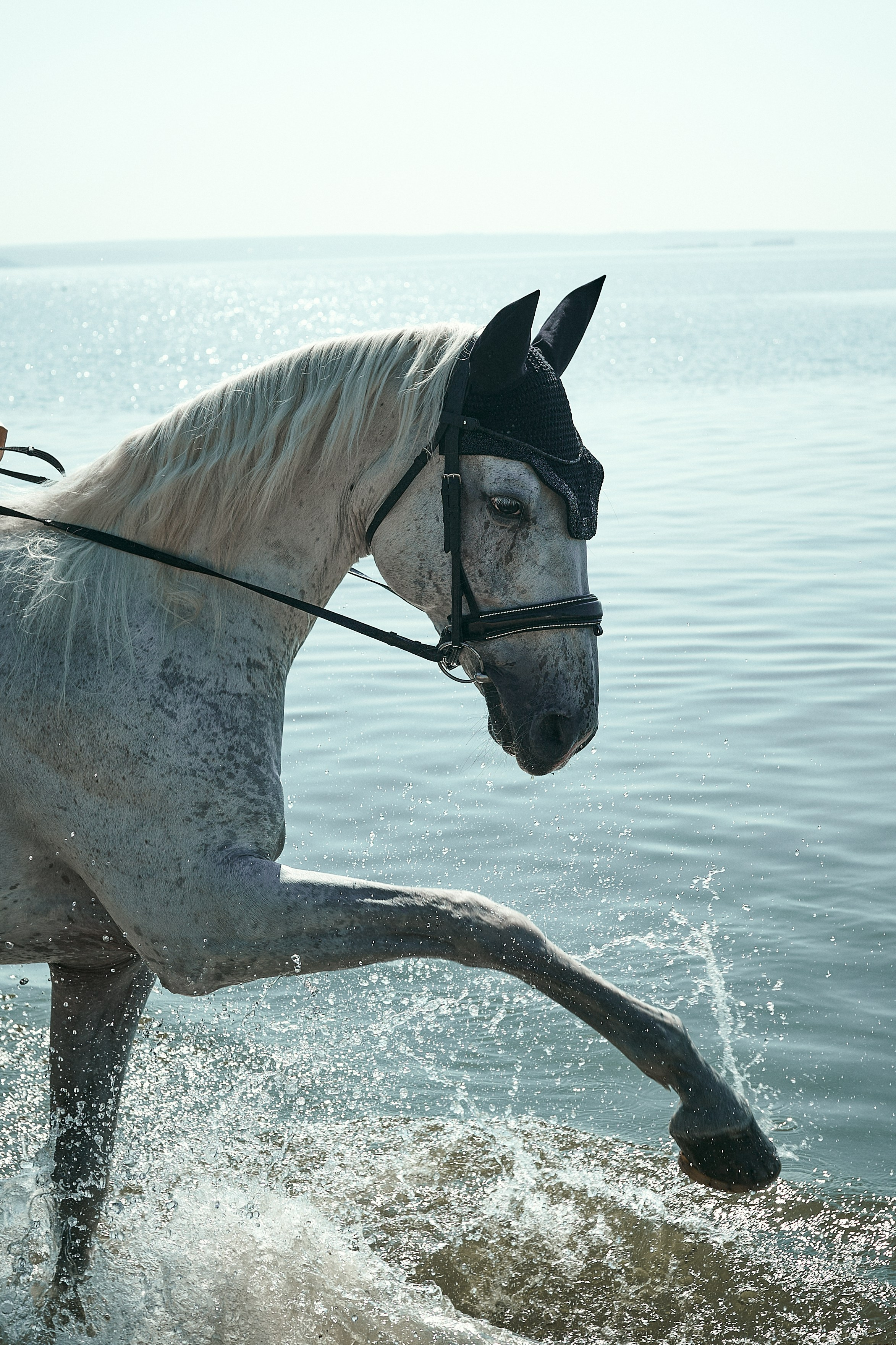 Фотосессии с лошадьми в Москве, Новосибирске
