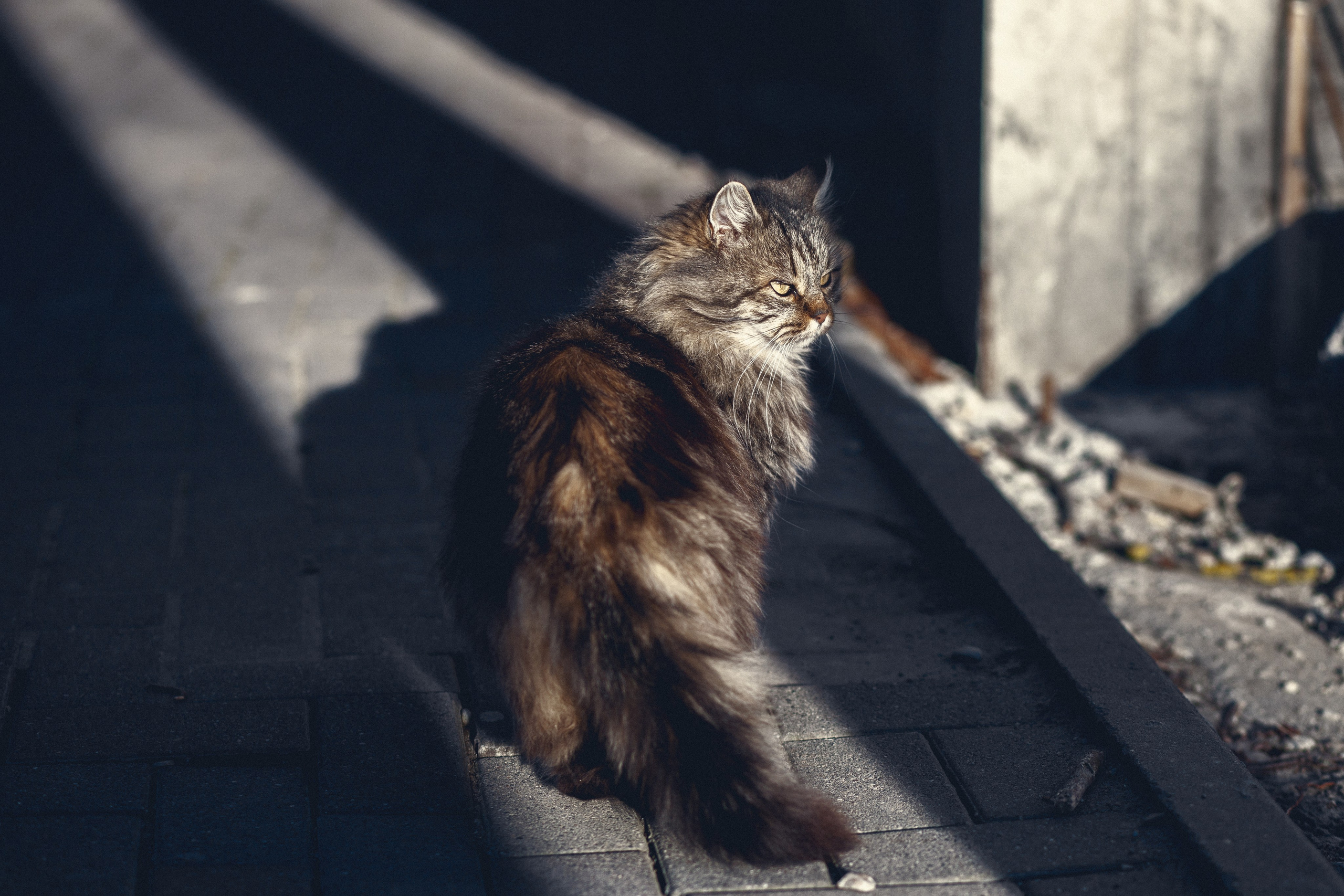 Улицы Люди на улицах Природа Животные — фотограф Оля Волчкова