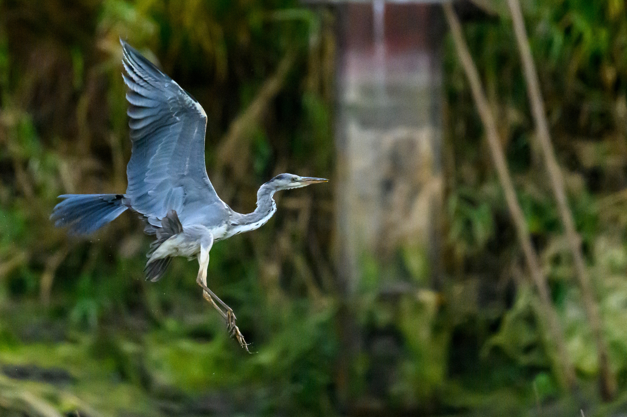 Цапли. The Herons. Фотограф Сергей Пупонин