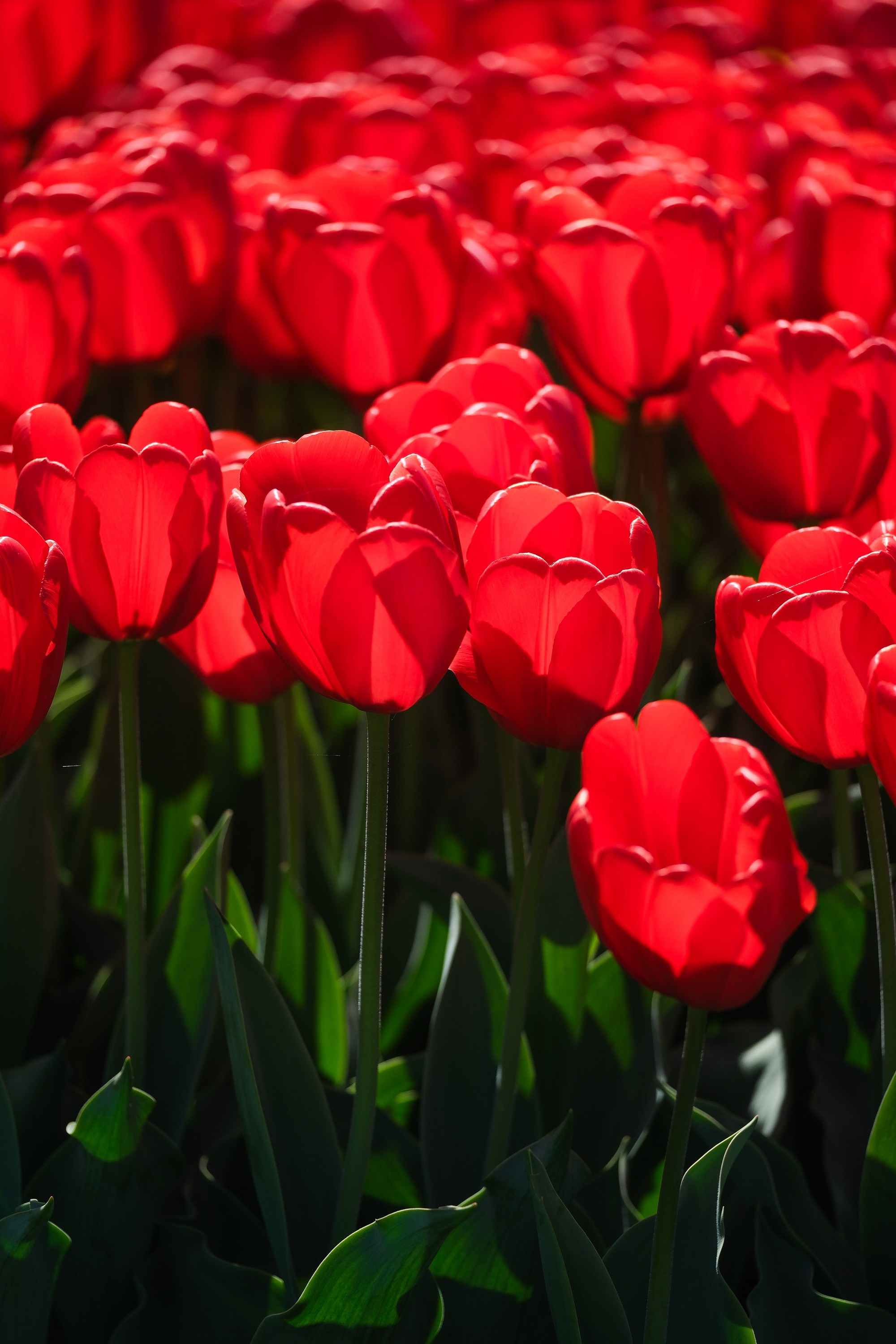 Балет. Интервью. Фотограф Анатолий Деникин