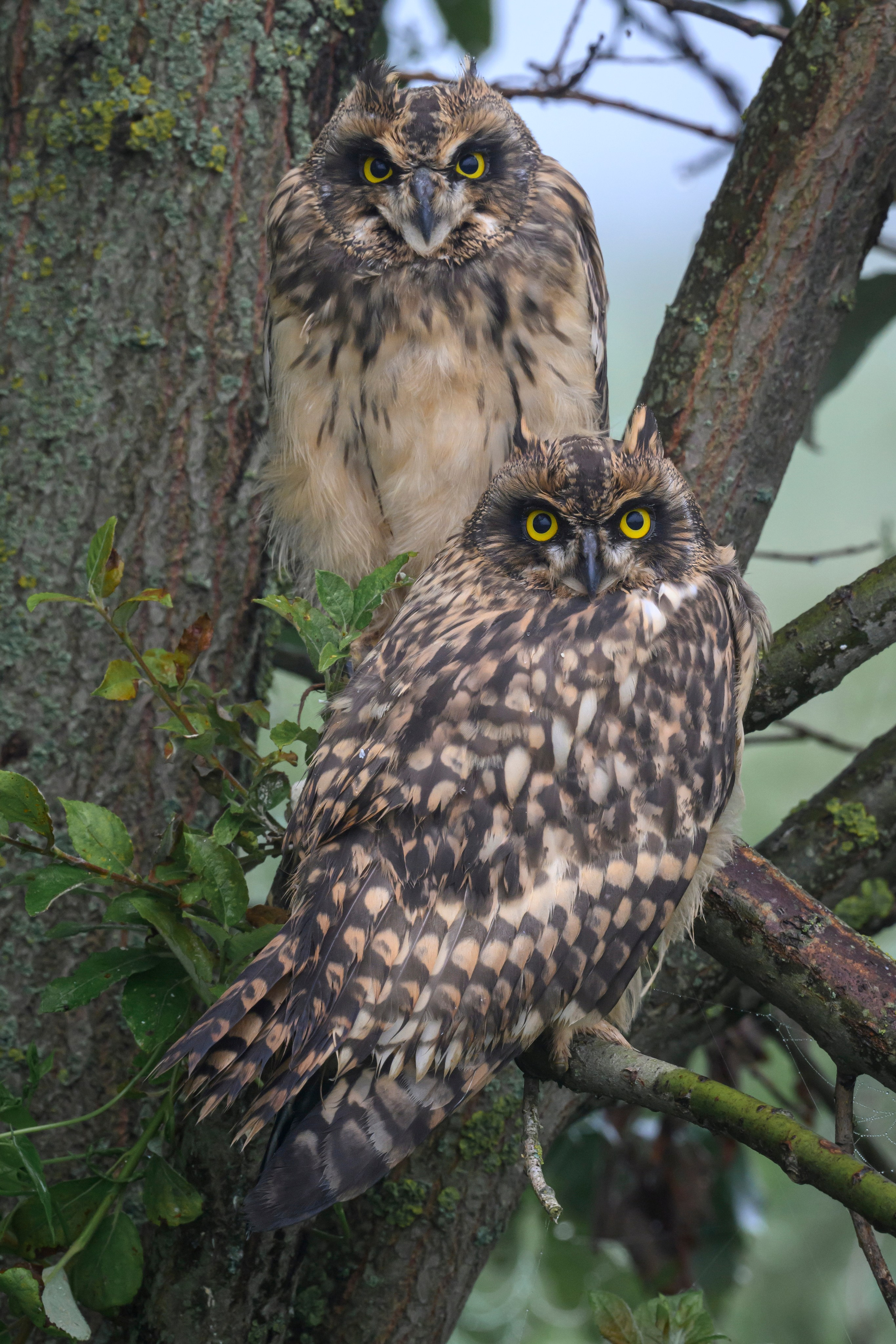 Охота совы и три совенка. Owl hunting and three owlets. Фотограф Сергей Пупонин