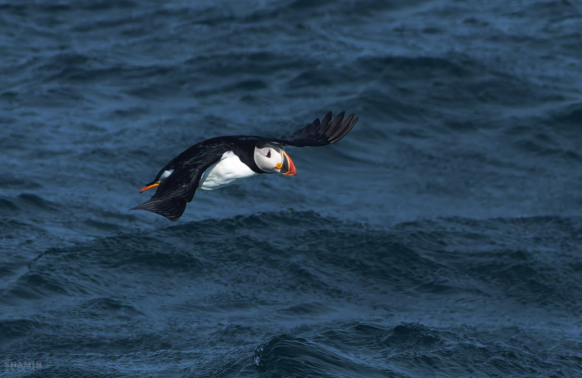 Проект 365. Фотограф Константин Шамин