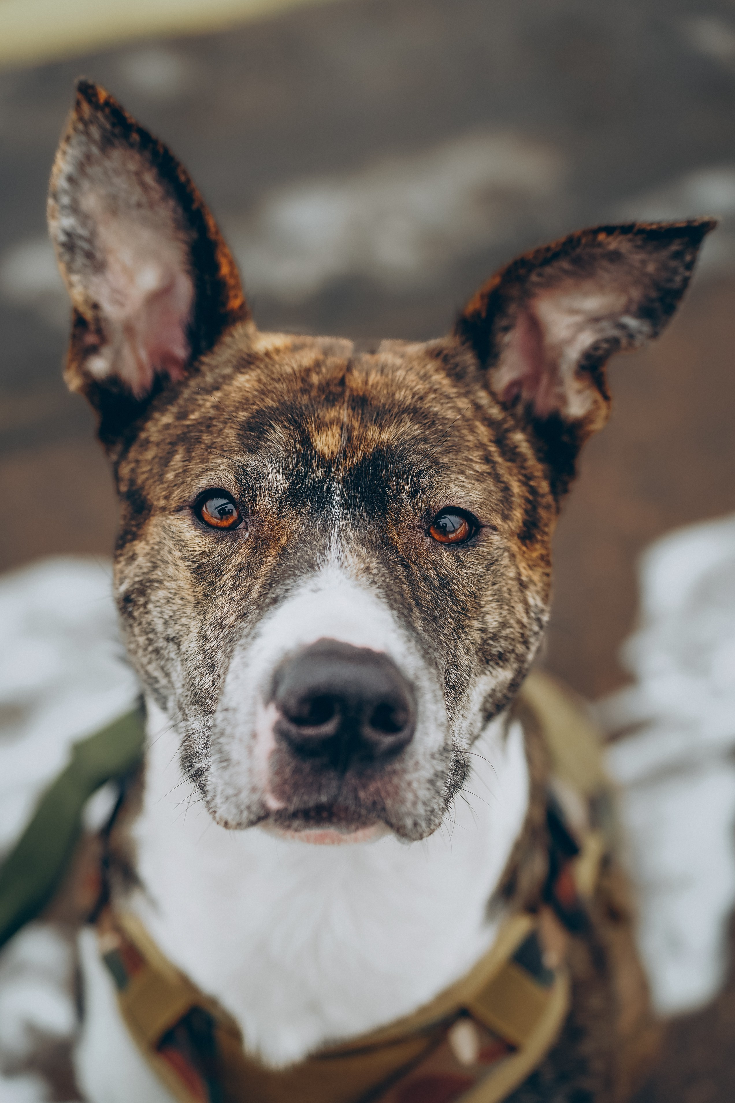 Гарм и Юна. Фотограф анималист в Спб недорого Олеся Майорова