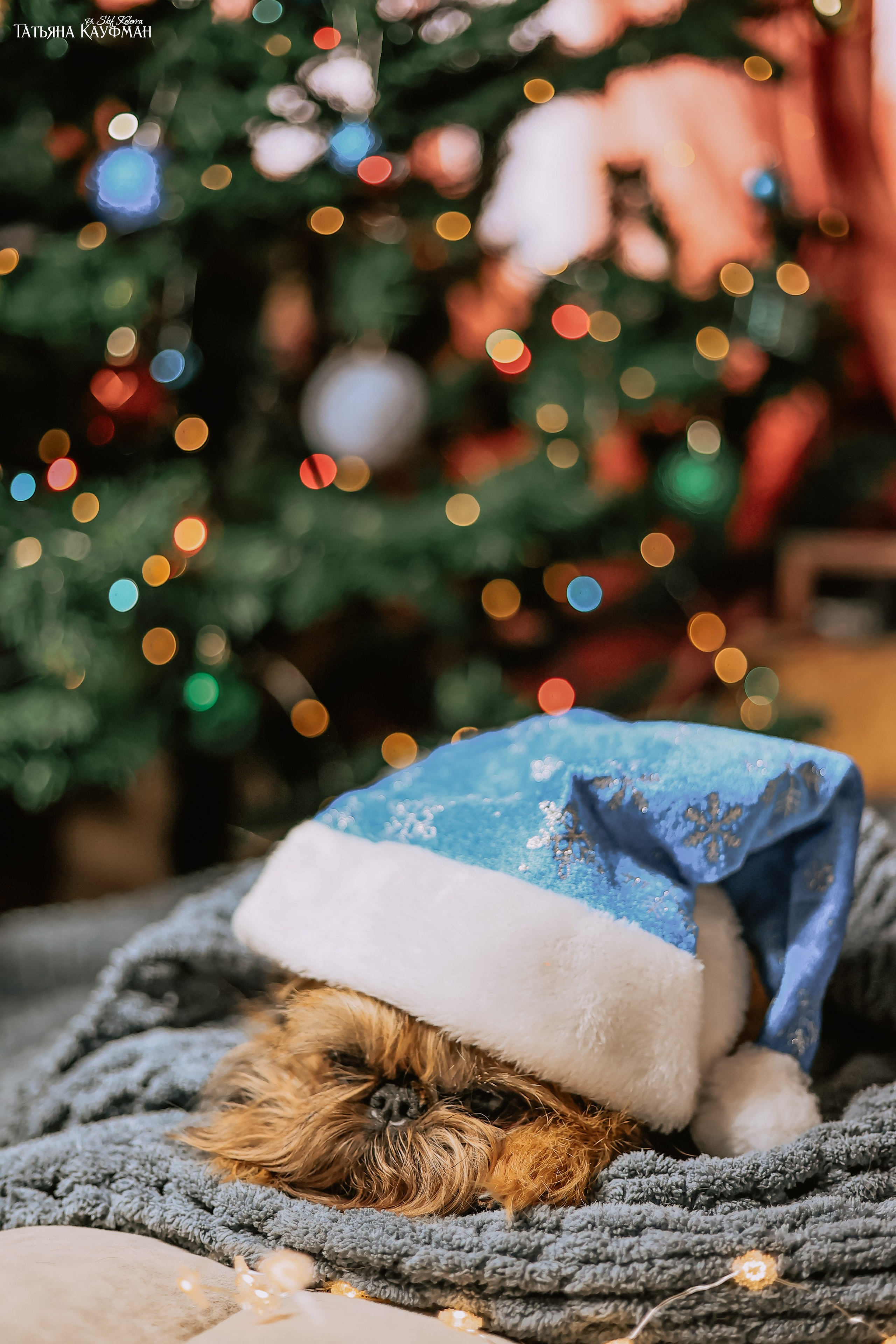 Брюссельский гриффон, фотография гриффон, красивая собака, фотограф анималист, фотокурс Анималистика, научиться фотографировать собак, фотограф Новосибирск