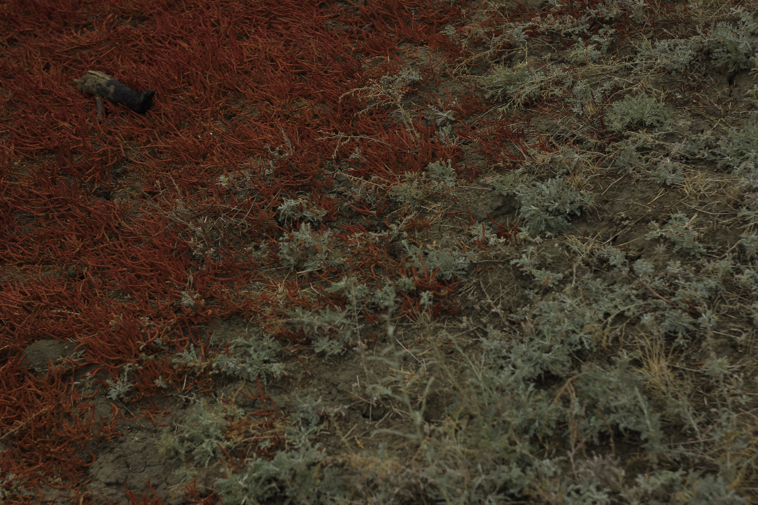 Разбойщина, Саратов, студенческая архитектурная мастерская Евгения Спирина и САСК. Фотокрыжовник. Снимаем, дружим, путешествуем