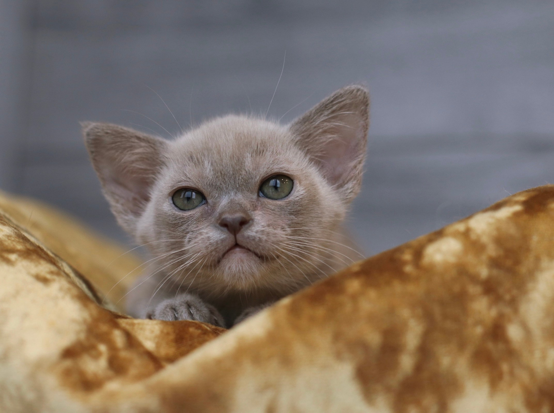 Питомник европейской бурмы BurLabella