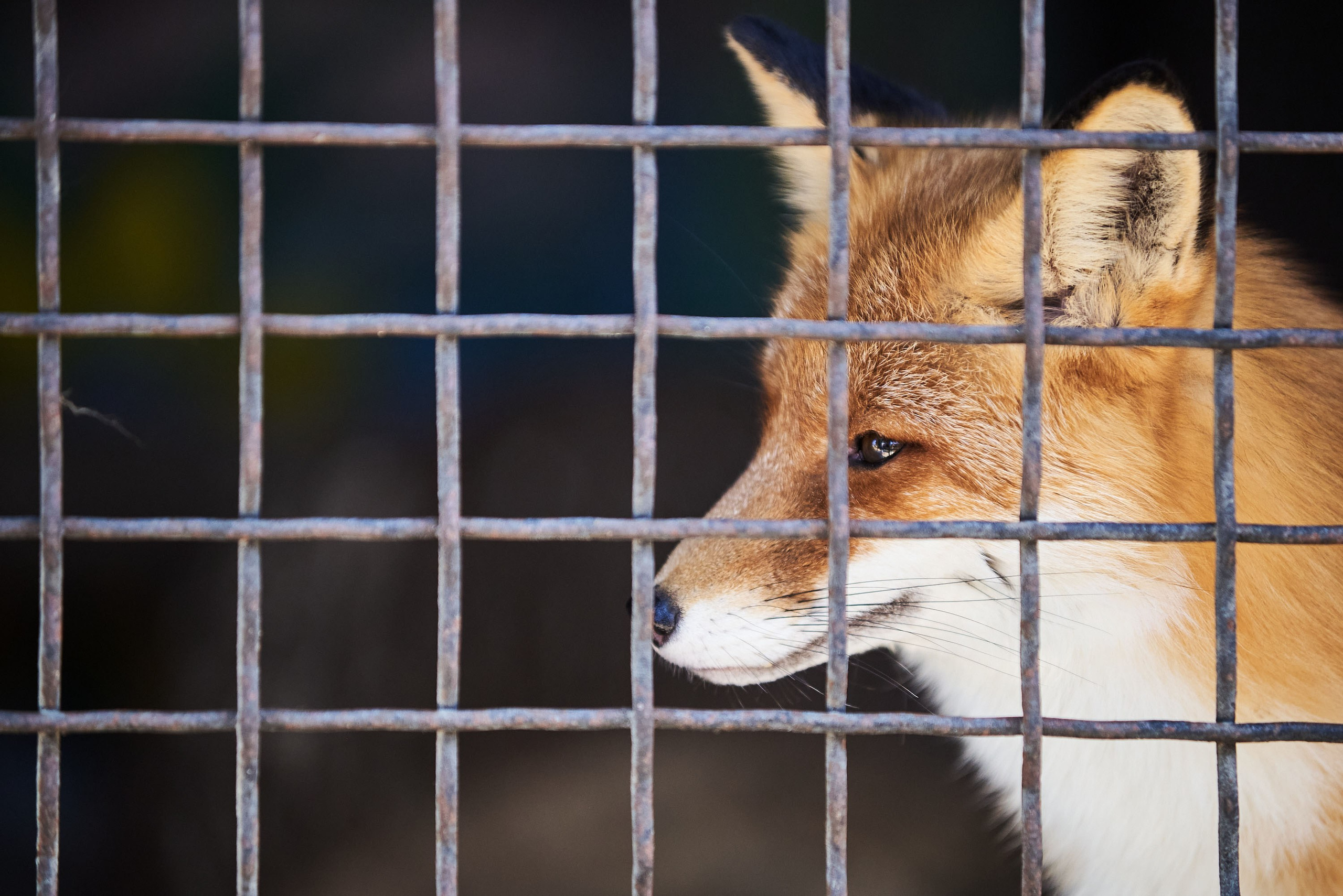 Зоопарк Иваново. Фотограф в Иваново: Каталожная съемка одежды и постельного белья, Wildberries