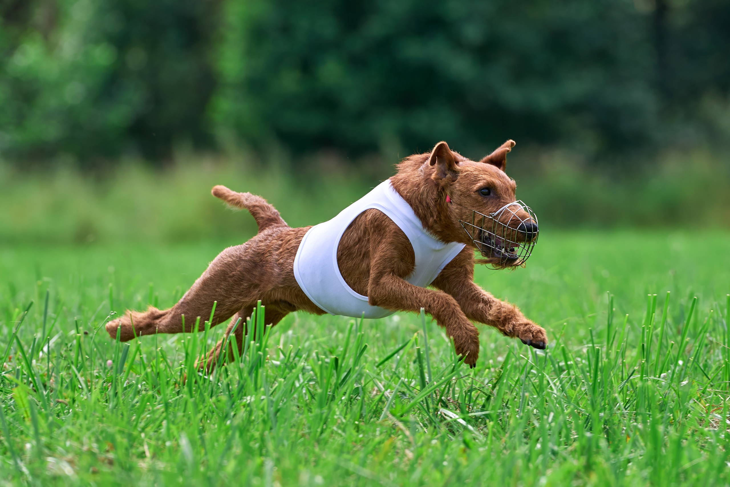 Тренировка в Донино. Фотограф-анималист Михаил Манухин
