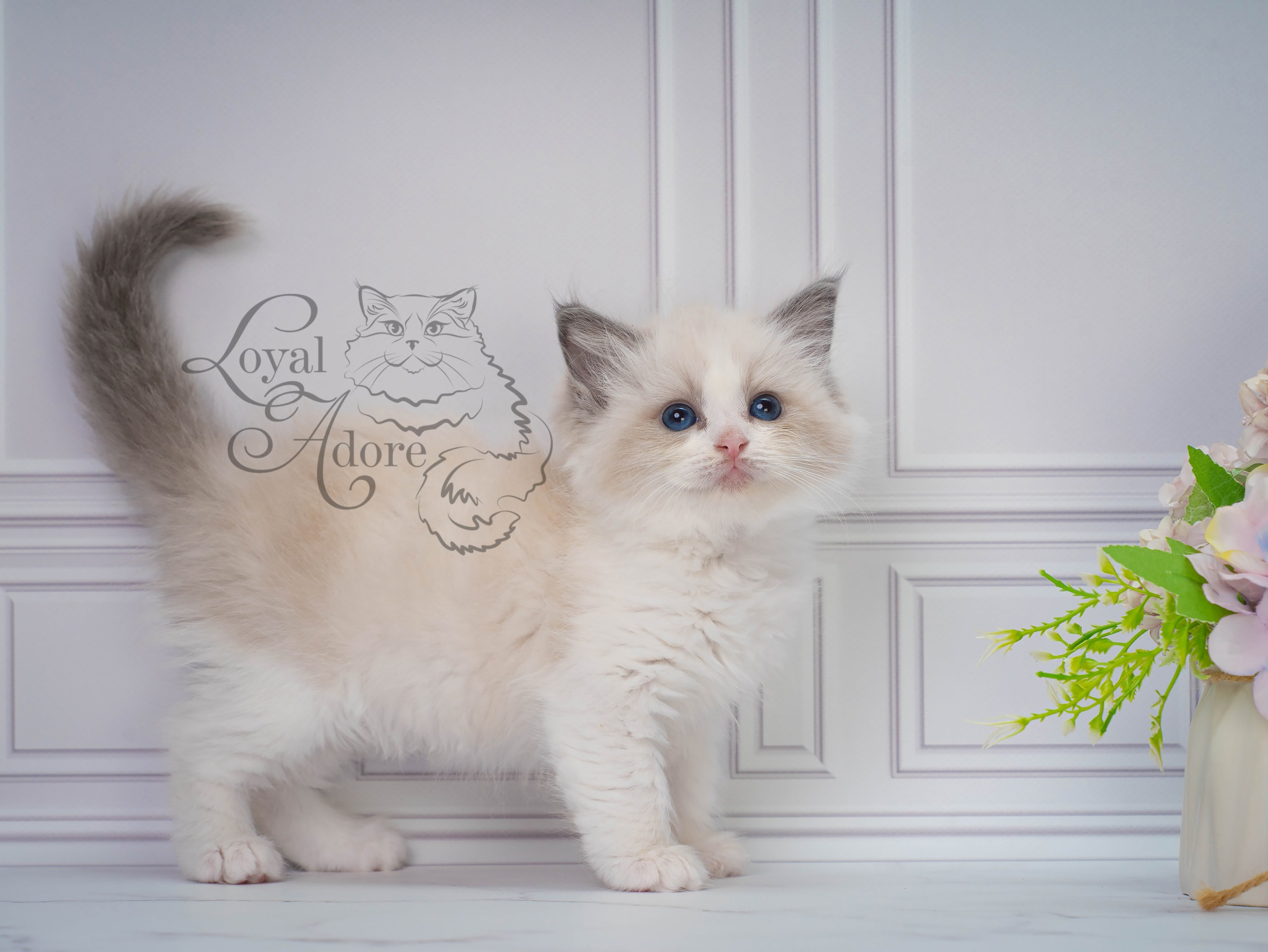 Котята рэгдолл от Loyal Adore. Питомник рэгдолл Loyal Adore