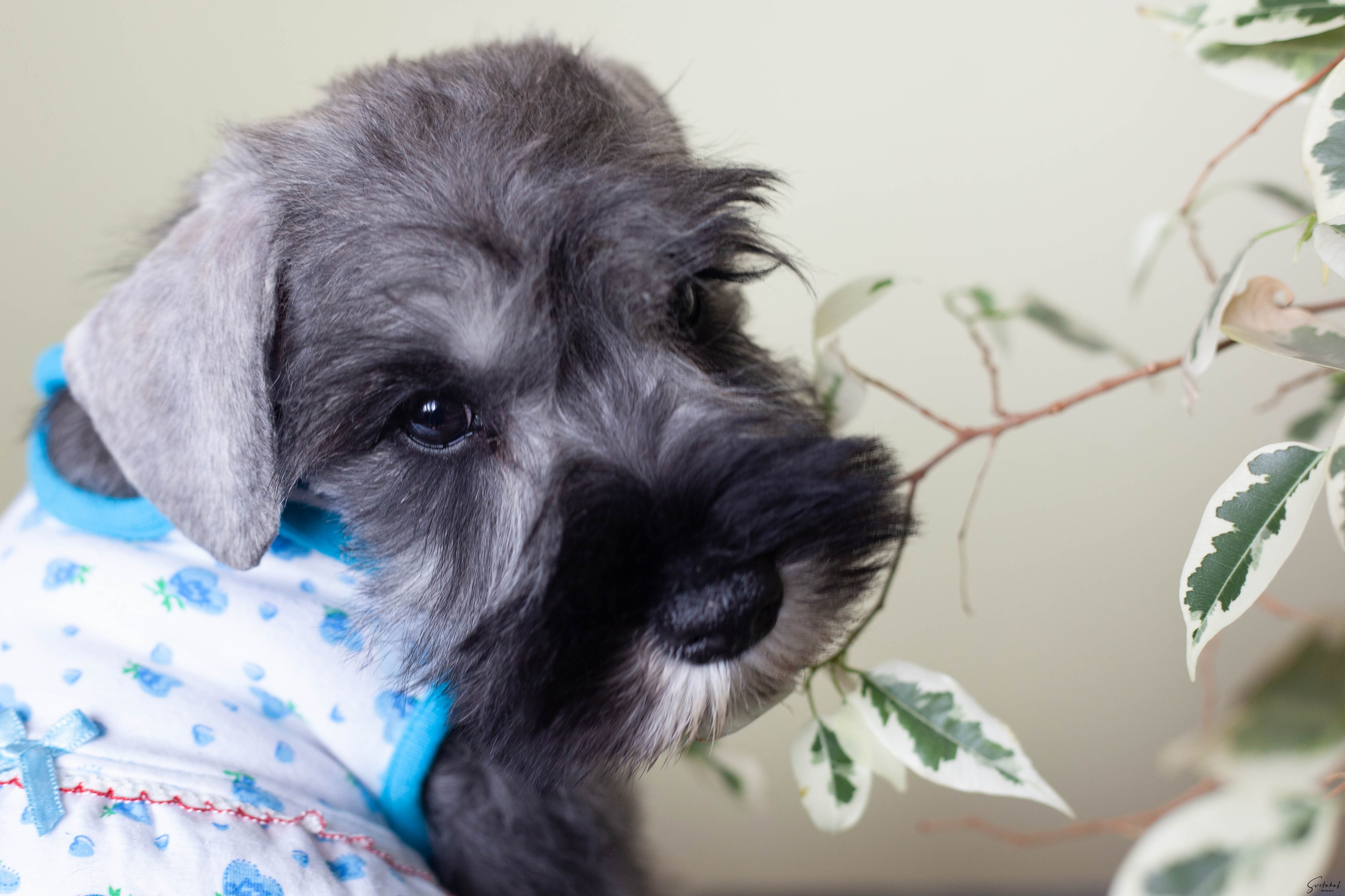 Щенки. Slavilada-Лапки. Свет. Любовь… Профессиональная фотосессия питомцев Для памяти, пристройства и продажи. Хабаровск