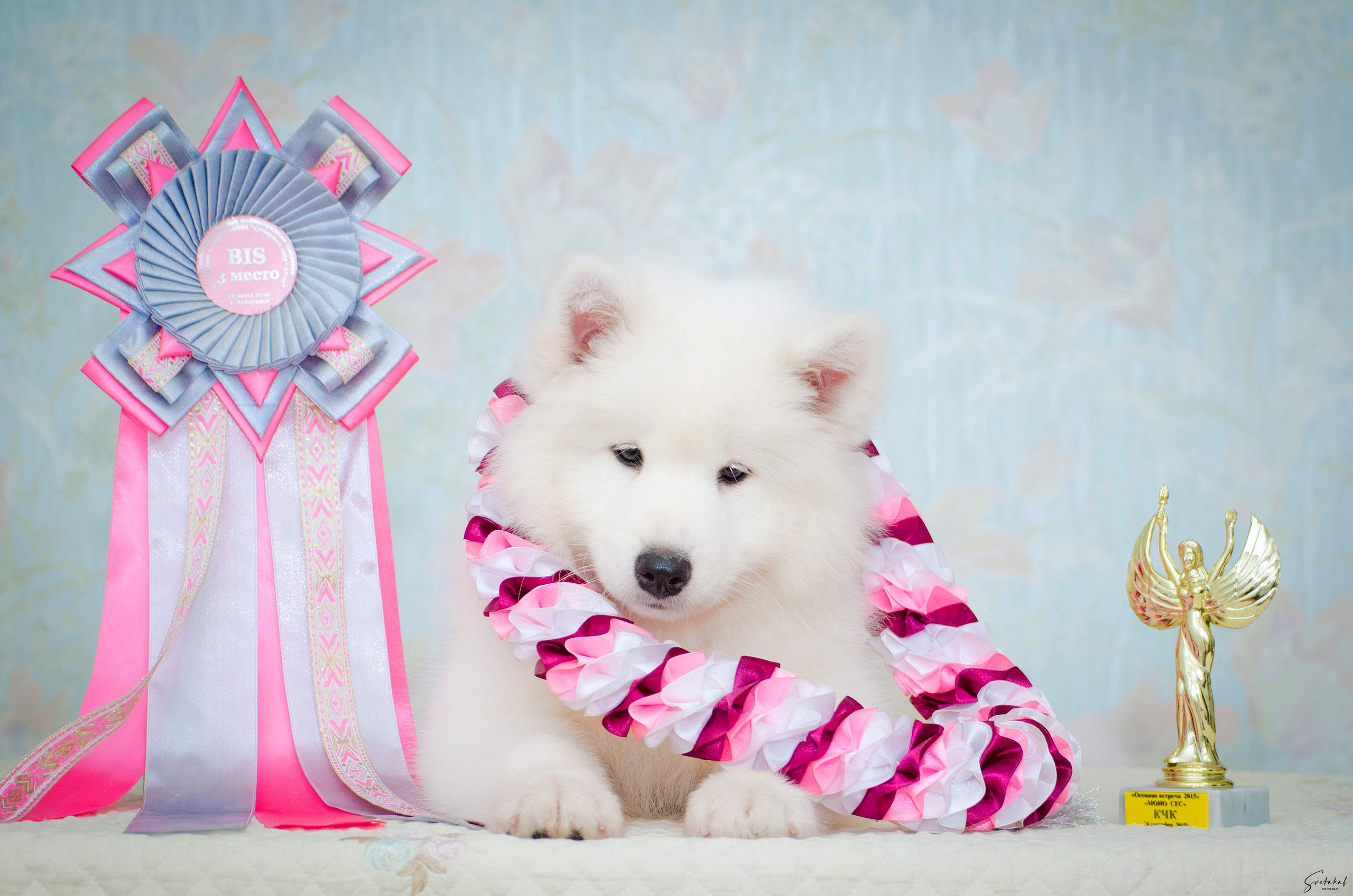 Щенки. Slavilada-Лапки. Свет. Любовь… Профессиональная фотосессия питомцев Для памяти, пристройства и продажи. Хабаровск