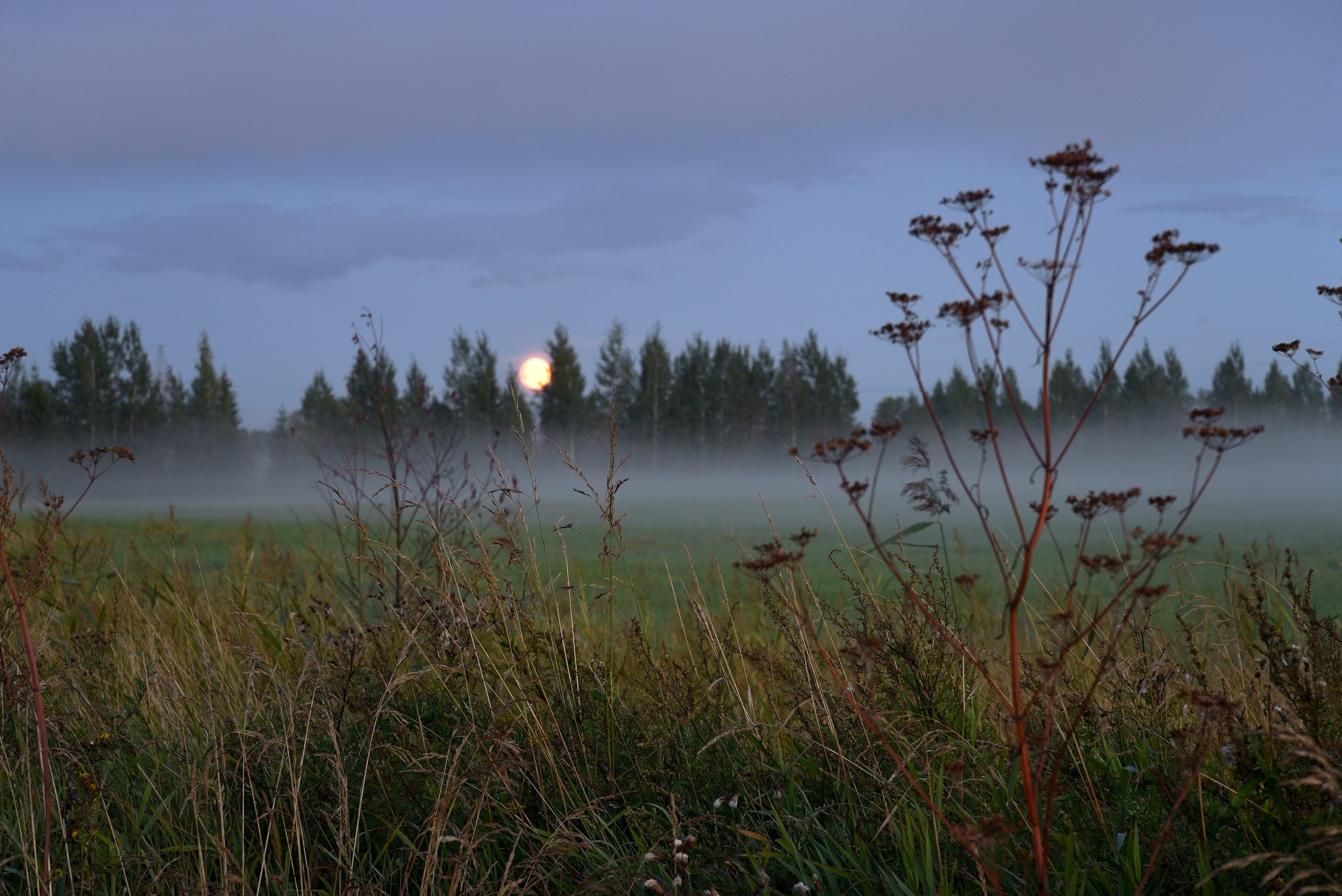 Фотограф Максим Мицун. Портрет, свадьба, репортаж, каталог