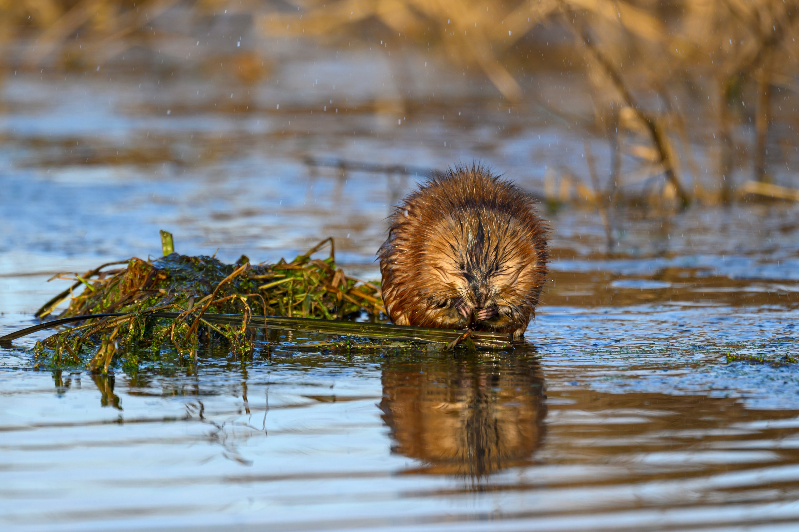 Журавли и ондатра. Wildlife photography by Sergey Puponin