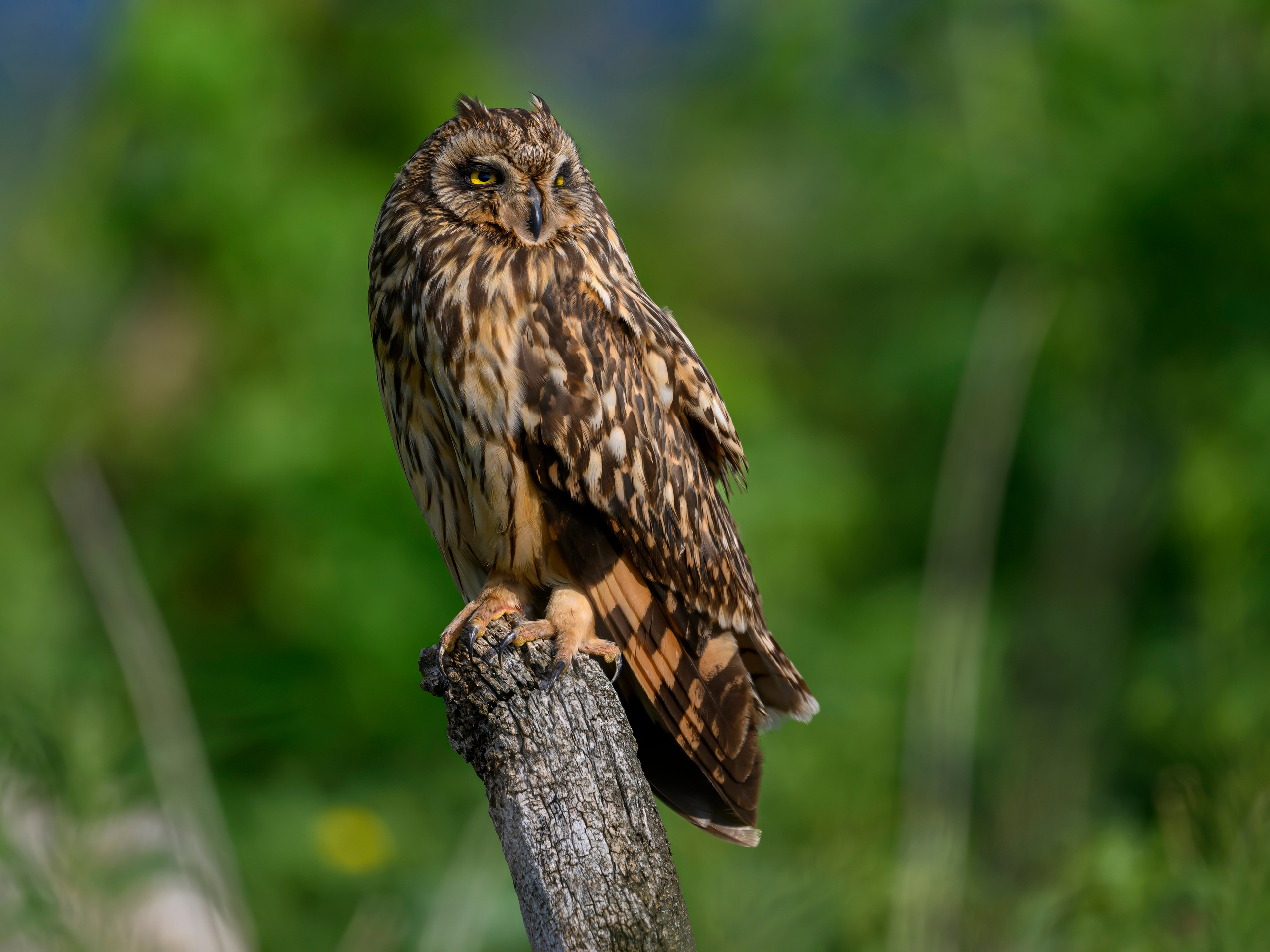 Цапли и совы. Herons and Owls. Wildlife photography by Sergey Puponin