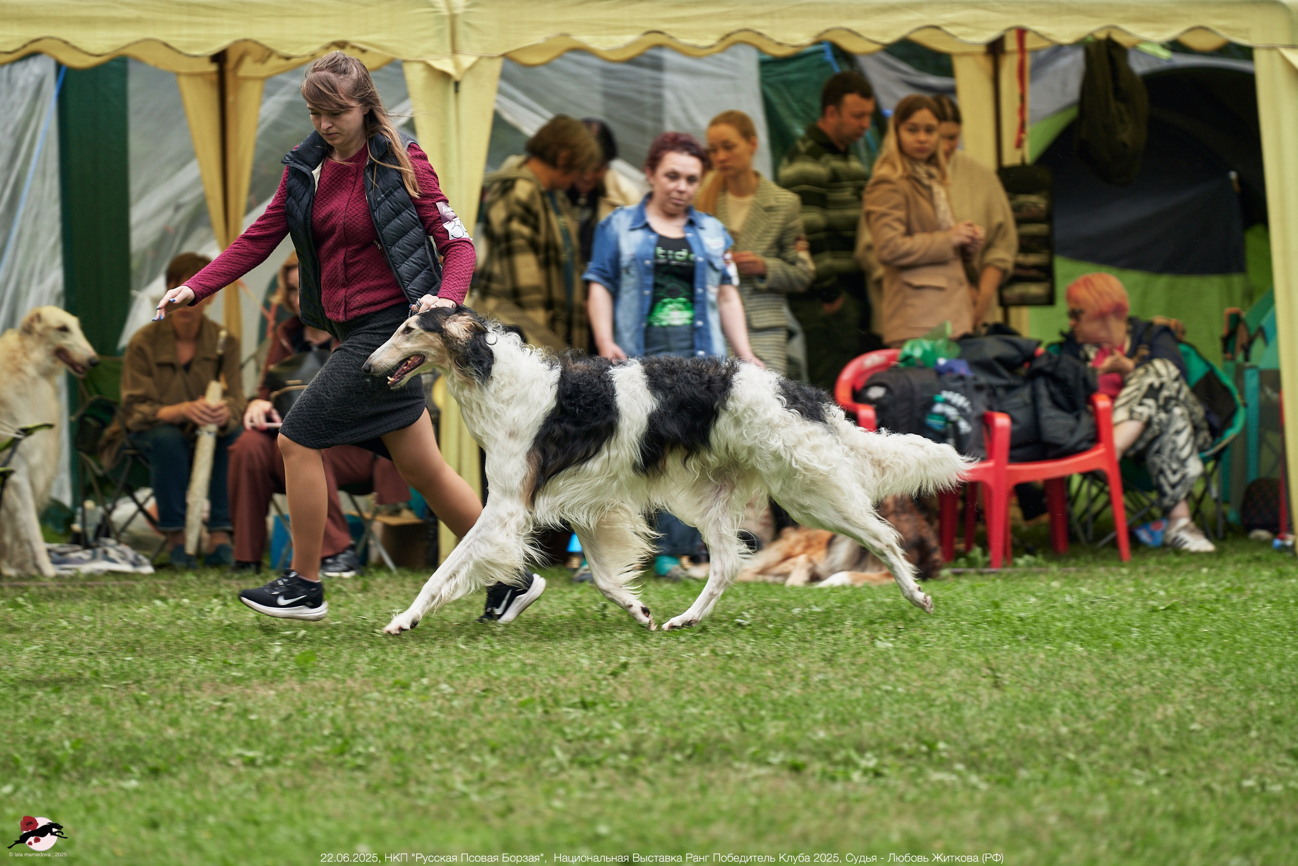 22.06.2025 | Национальная Выставка НКП "Русская Псовая Борзая"