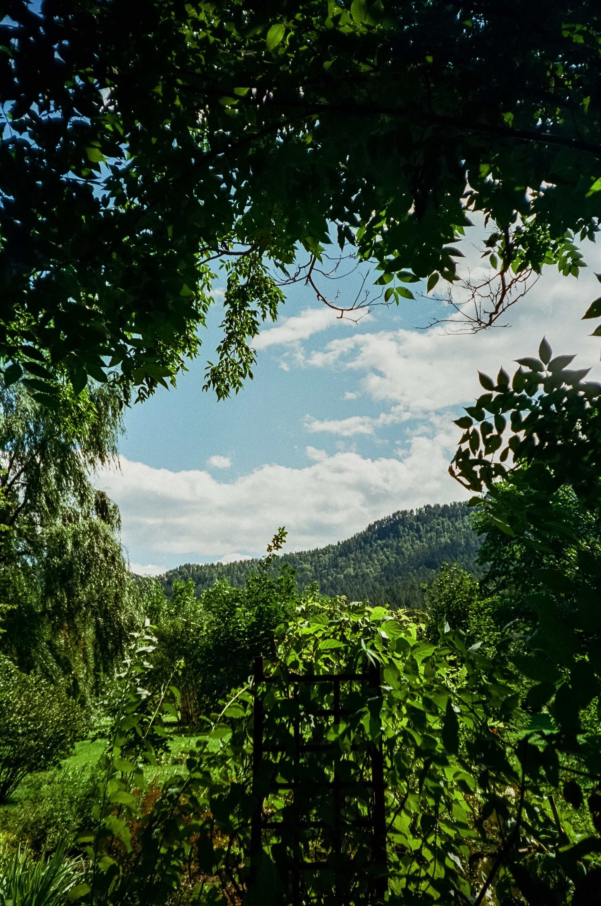 Ботанический сад в солнечный день. Фотограф-документалист Мария Осокина