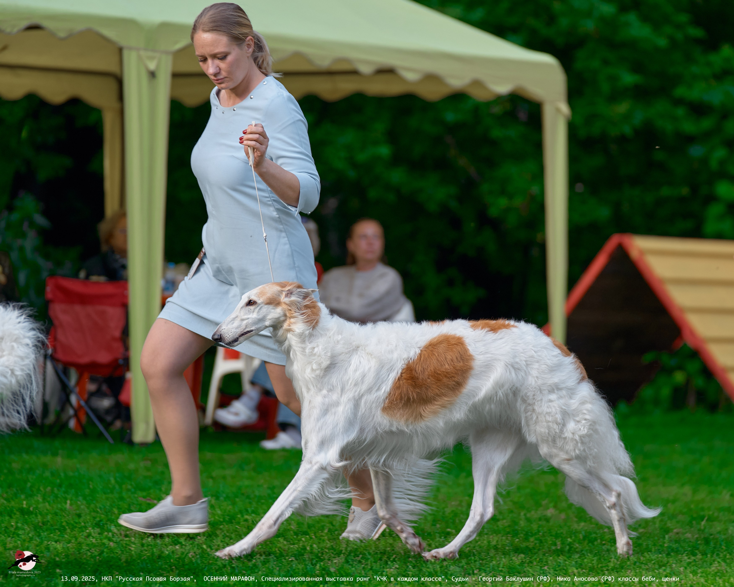 ОСЕННИЙ МАРАФОН | Специализированная выставка породы Русская Псовая Борзая ранг "КЧК в каждом классе"