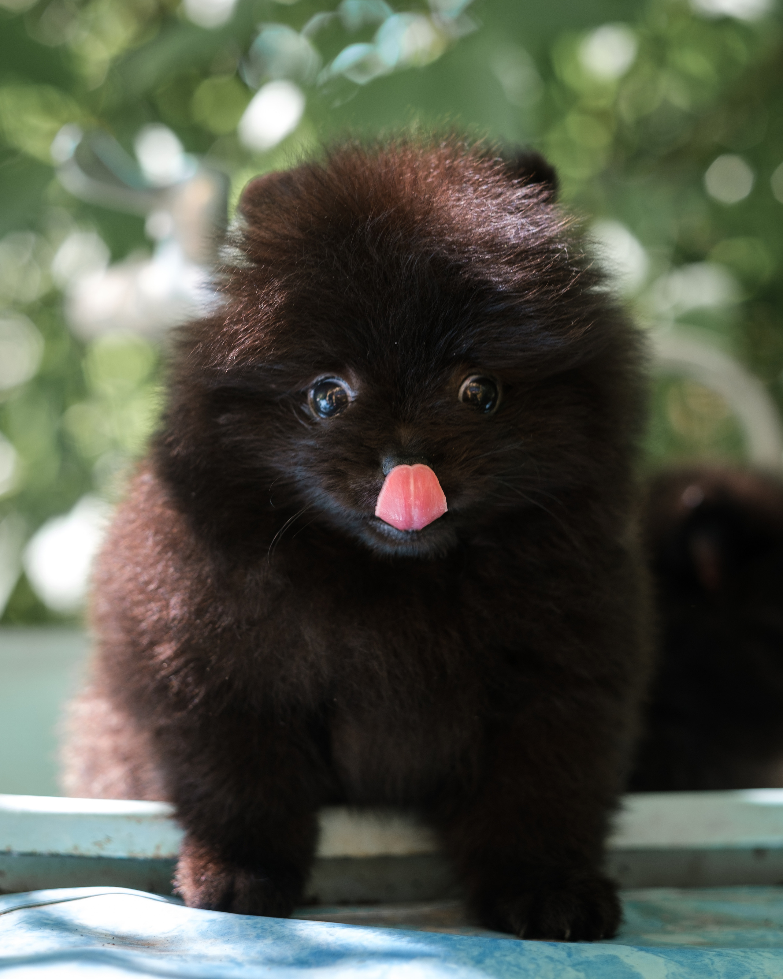 Щенячьи истории из Жаворонок. Семейный и детский фотограф в Москве Светлана Потемкина
