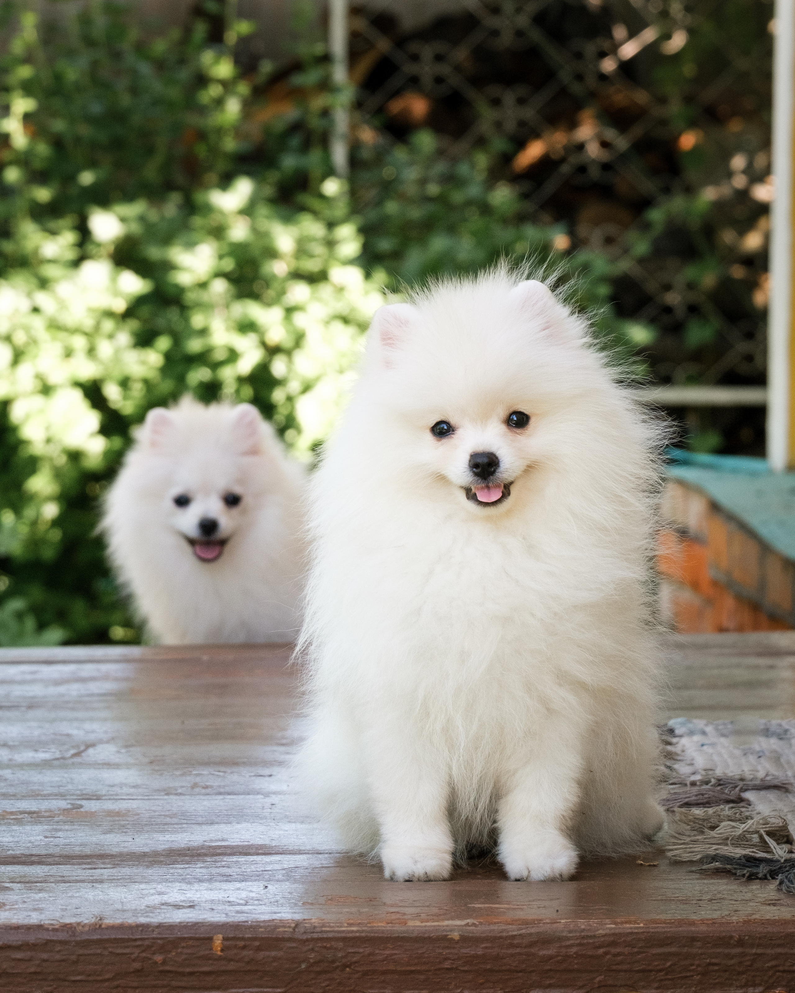 Щенячьи истории из Жаворонок. Семейный и детский фотограф в Москве Светлана Потемкина