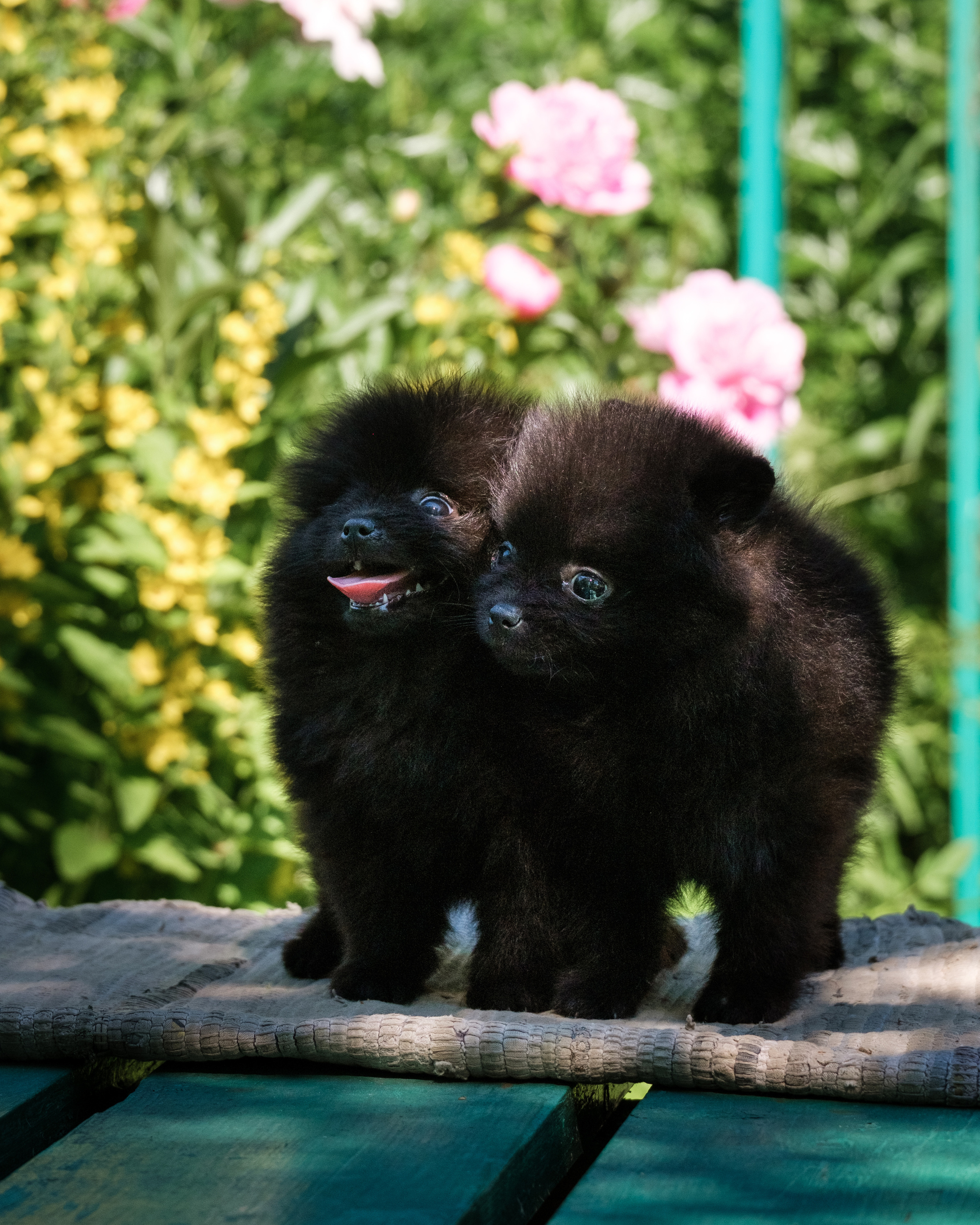 Щенячьи истории из Жаворонок. Семейный и детский фотограф в Москве Светлана Потемкина