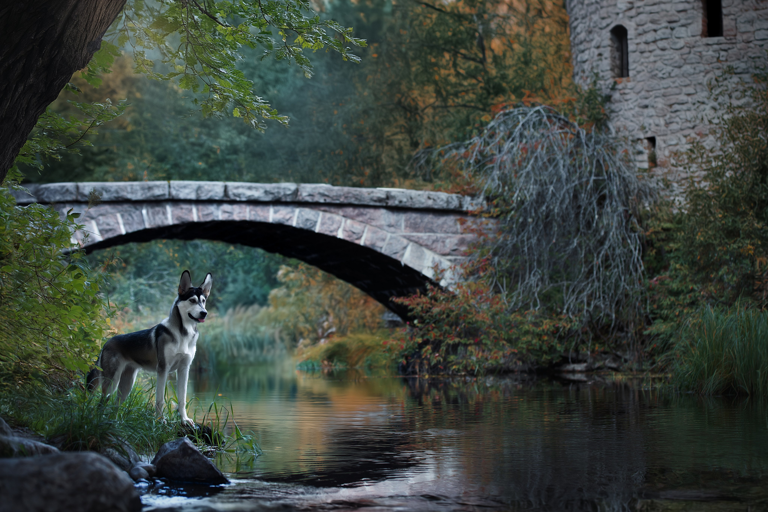 Фотограф анималист в Санкт-Петербурге Светлана Писарева