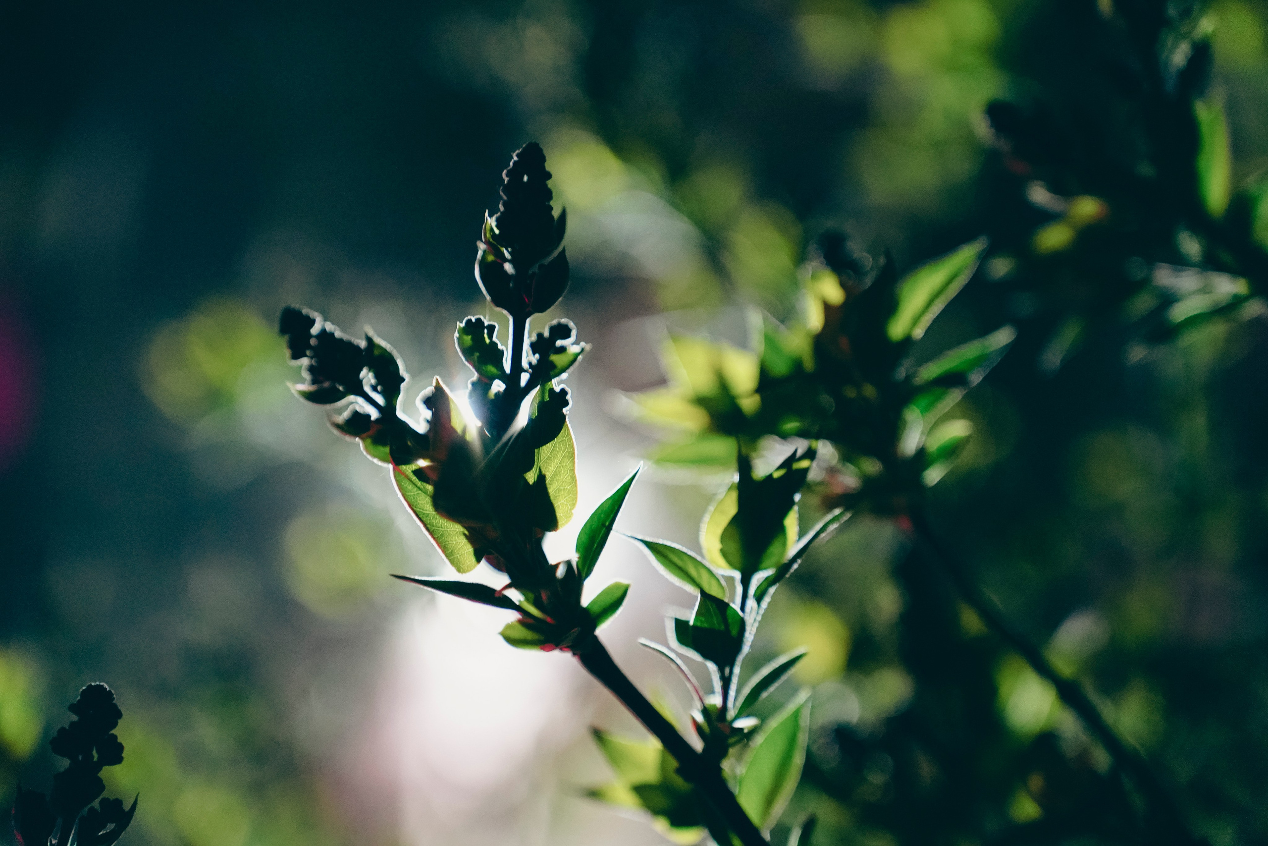 Веточка. Фотограф Кузнецов Егор Липецк