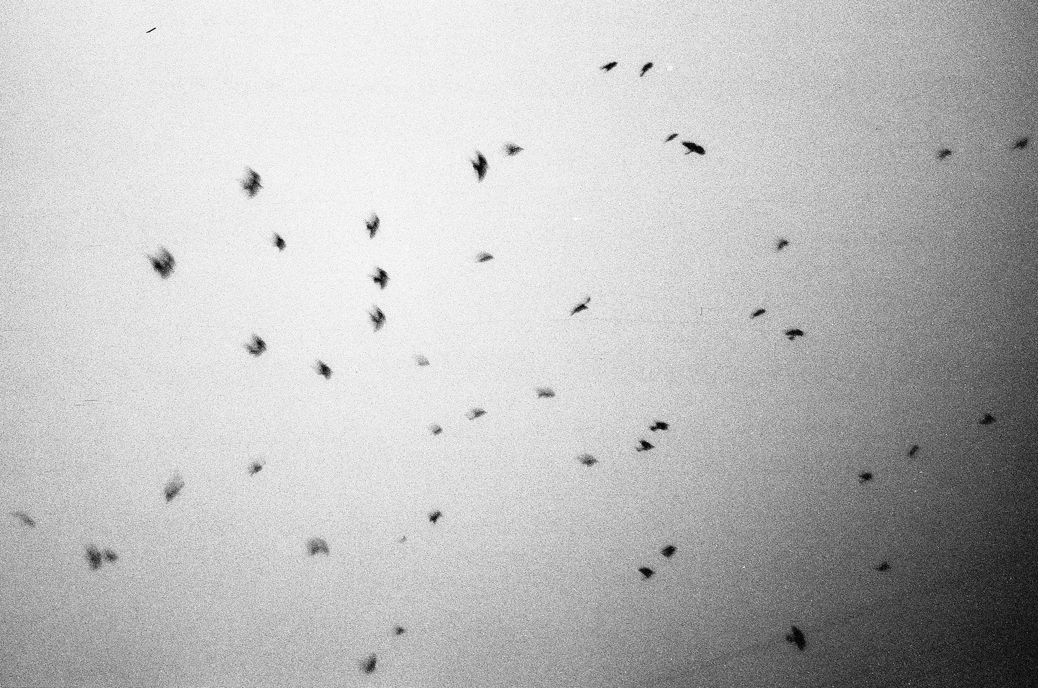 Пьюти-фьют. Игорь Скабелин