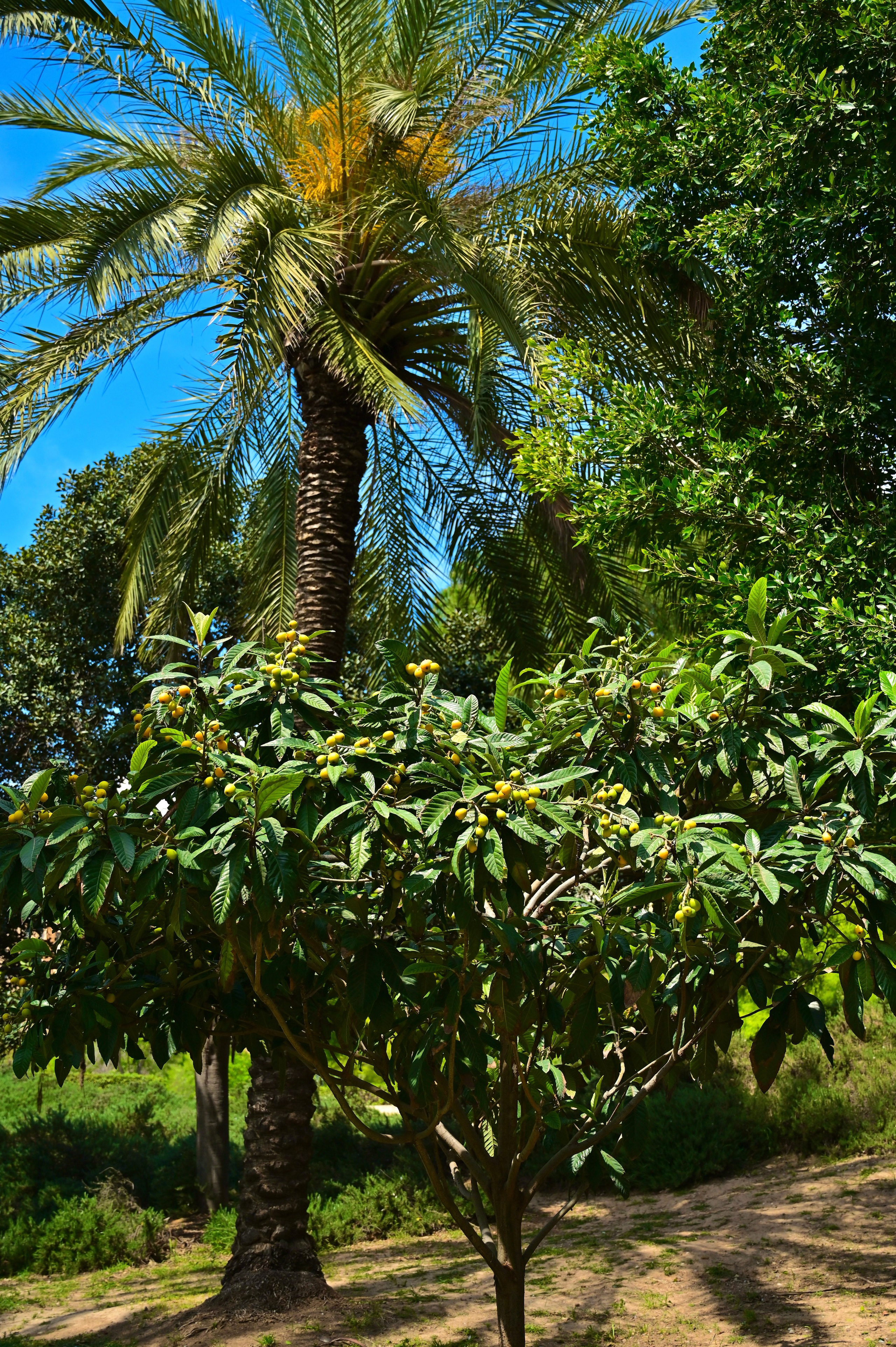 Парки Валенсии. Гид и фотограф в Валенсии Новиков Михаил