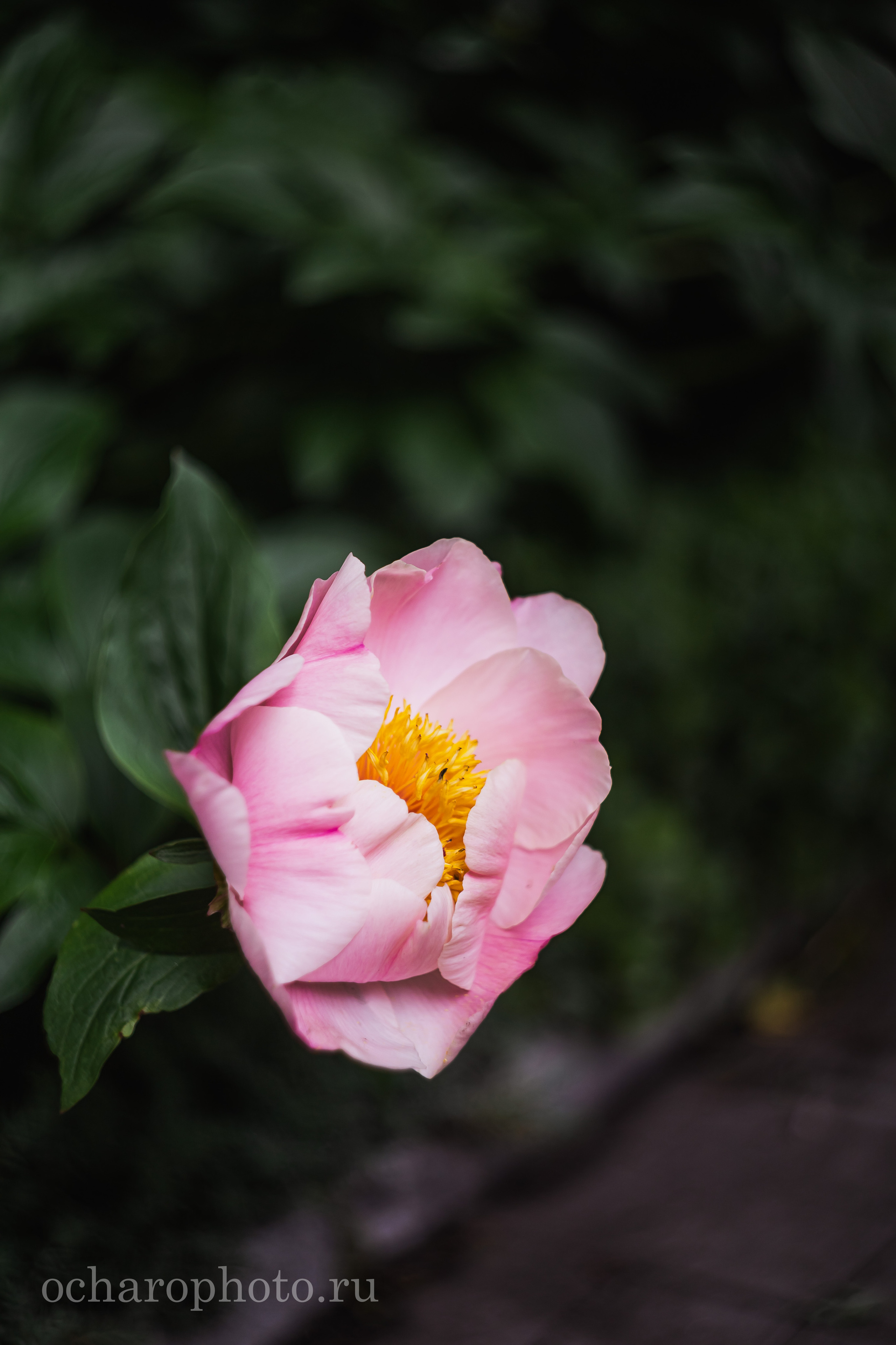 Ландшафтный парк Калининграда. AI-контент (генерации ИИ-фото и видео), стоковые фотографии Калининградской области