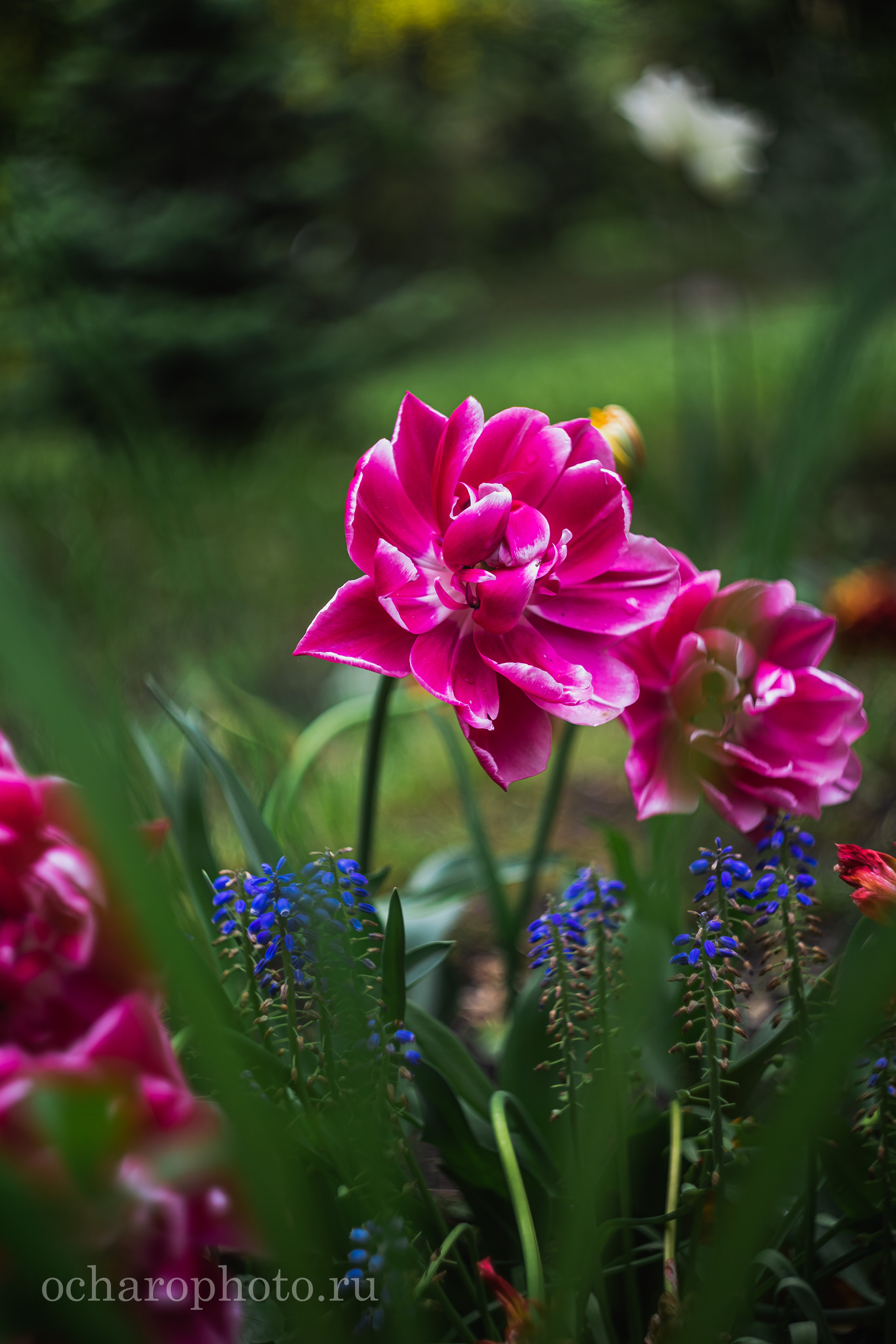 Ландшафтный парк Калининграда. AI-контент (генерации ИИ-фото и видео), стоковые фотографии Калининградской области