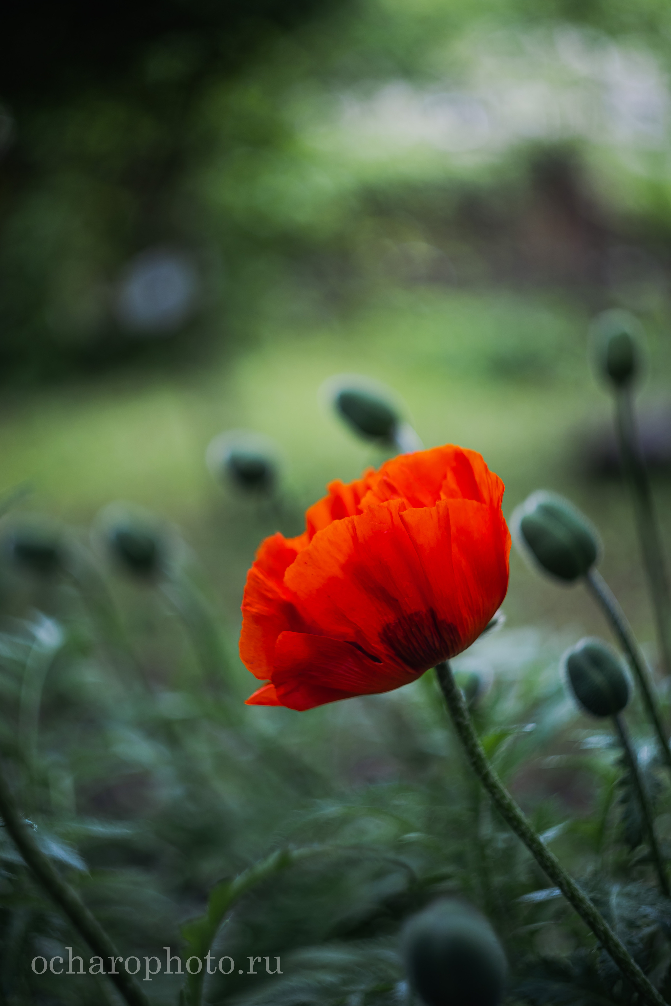 Ландшафтный парк Калининграда. AI-контент (генерации ИИ-фото и видео), стоковые фотографии Калининградской области