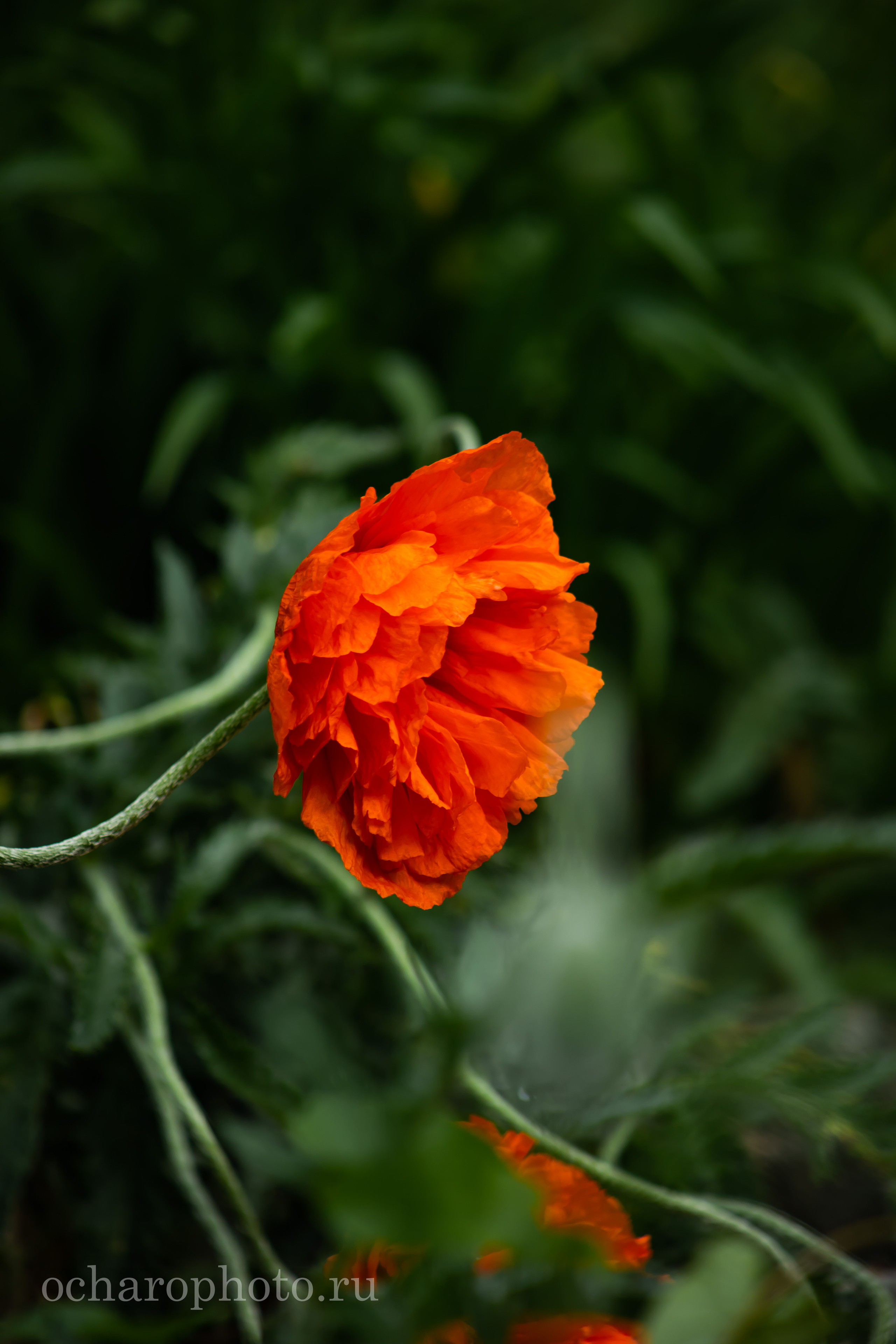 Ландшафтный парк Калининграда. AI-контент (генерации ИИ-фото и видео), стоковые фотографии Калининградской области