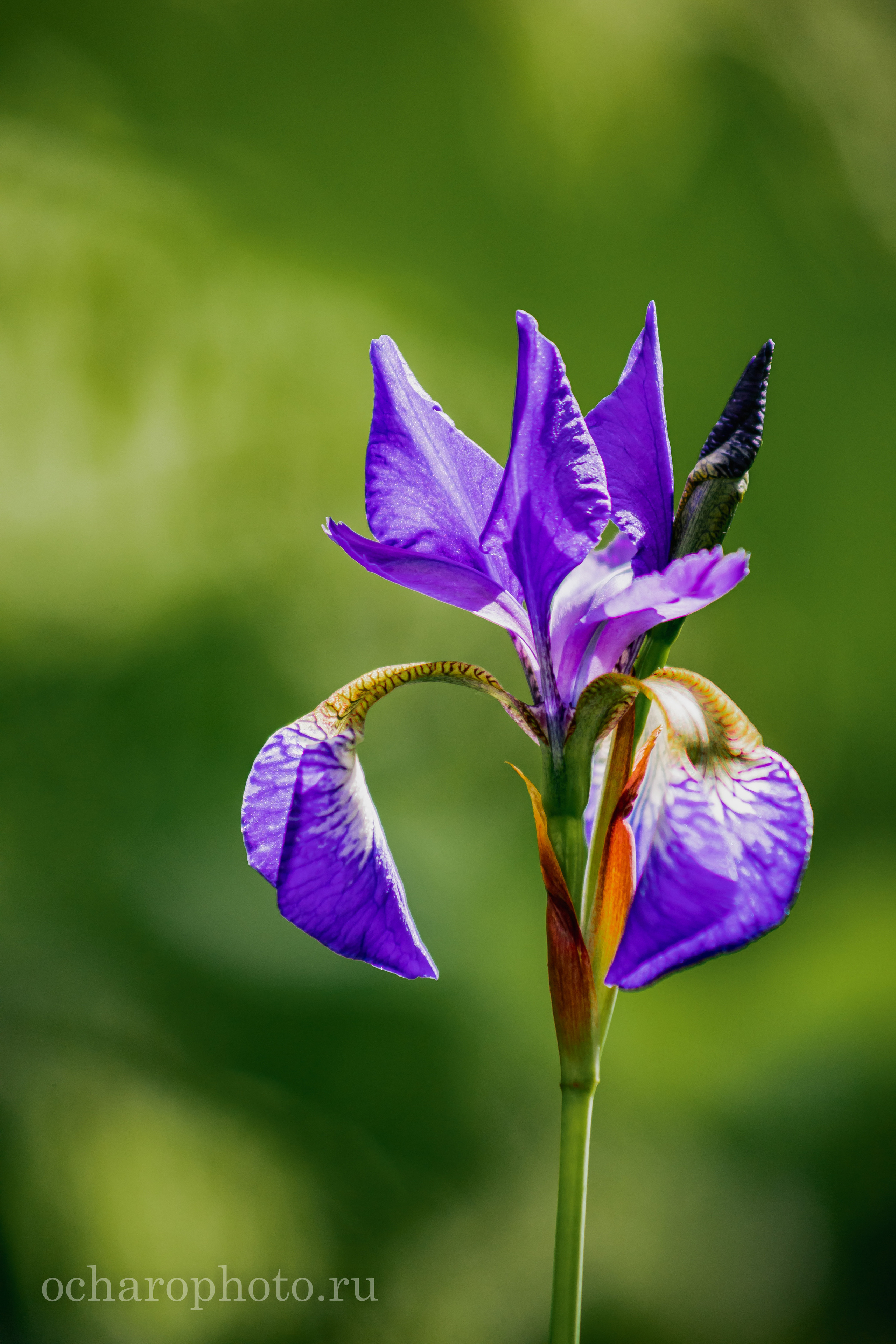 Ландшафтный парк Калининграда. AI-контент (генерации ИИ-фото и видео), стоковые фотографии Калининградской области